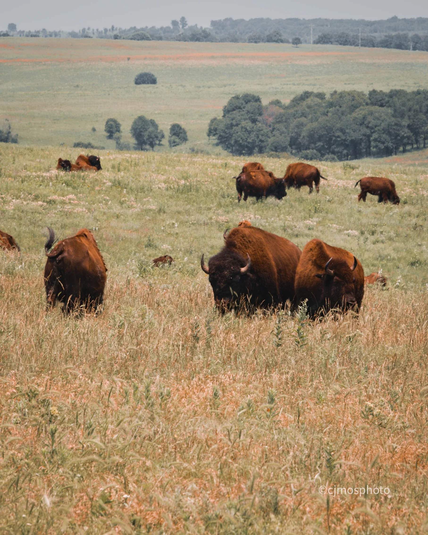 Joseph H. Williams Tallgrass Prairie Preserve ‘23