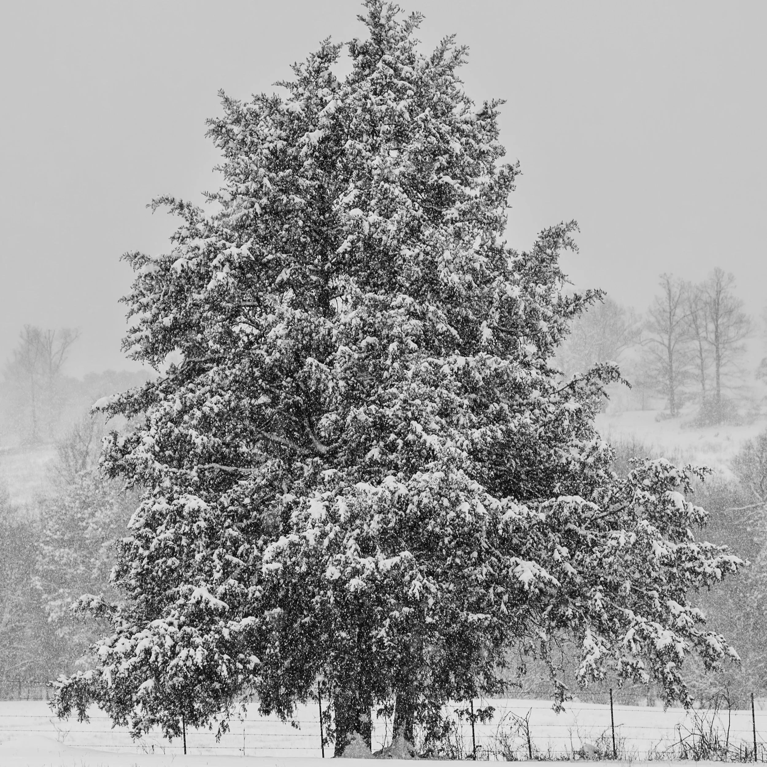 Field Facts: January