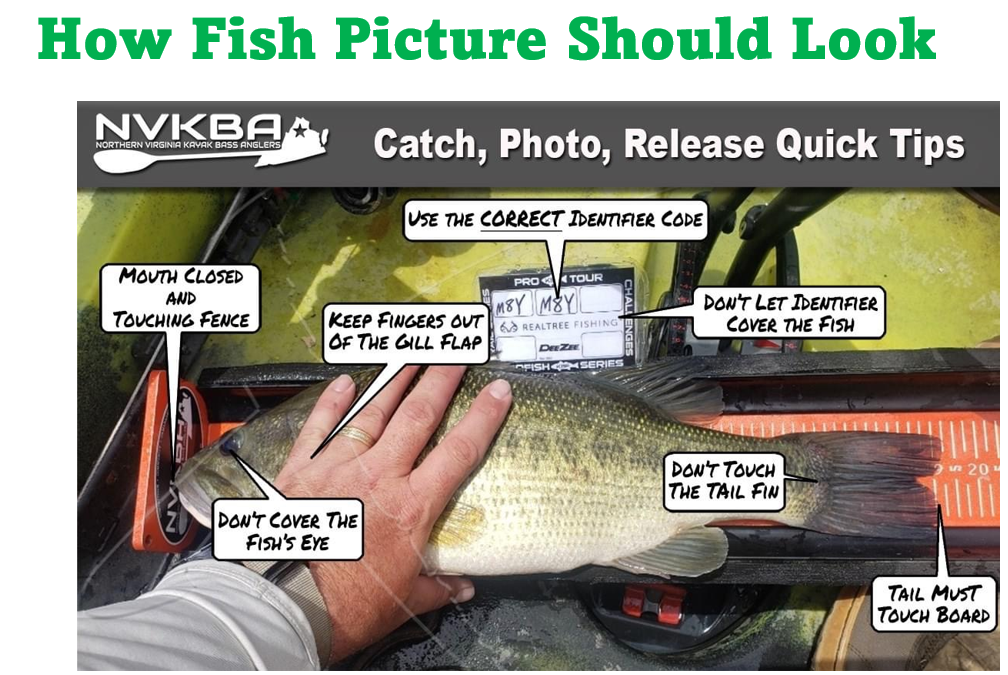 A guide on how a fish picture should look, showing a fish on a measuring board with labels and tips for catch, photo, and release. The fish has a hand touching it, with annotations advising to keep fingers out of the gill flap, not cover the fish's eye, not touch the tail fin, and keep the tail touching the board. The image includes a small digital indicator for the fish's measurements and a state logo for northern Virginia kayak bass anglers.