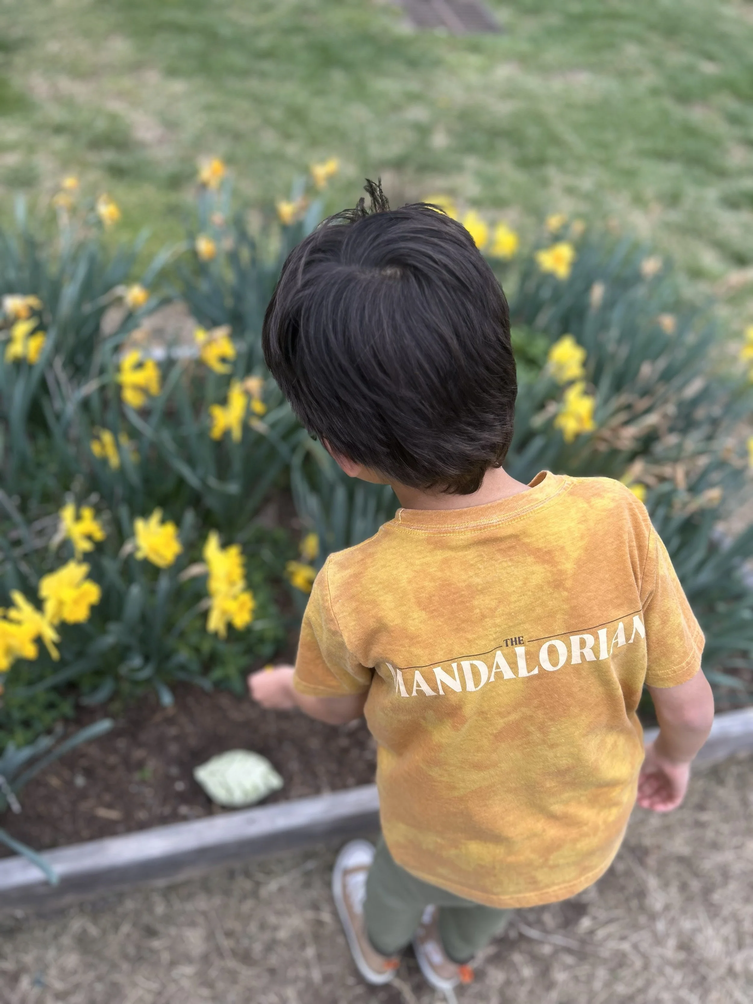 A young boy with dark hair, wearing a yellow 'The Mandalorian' T-shirt and khaki pants, looking at yellow daffodil flowers in a garden.