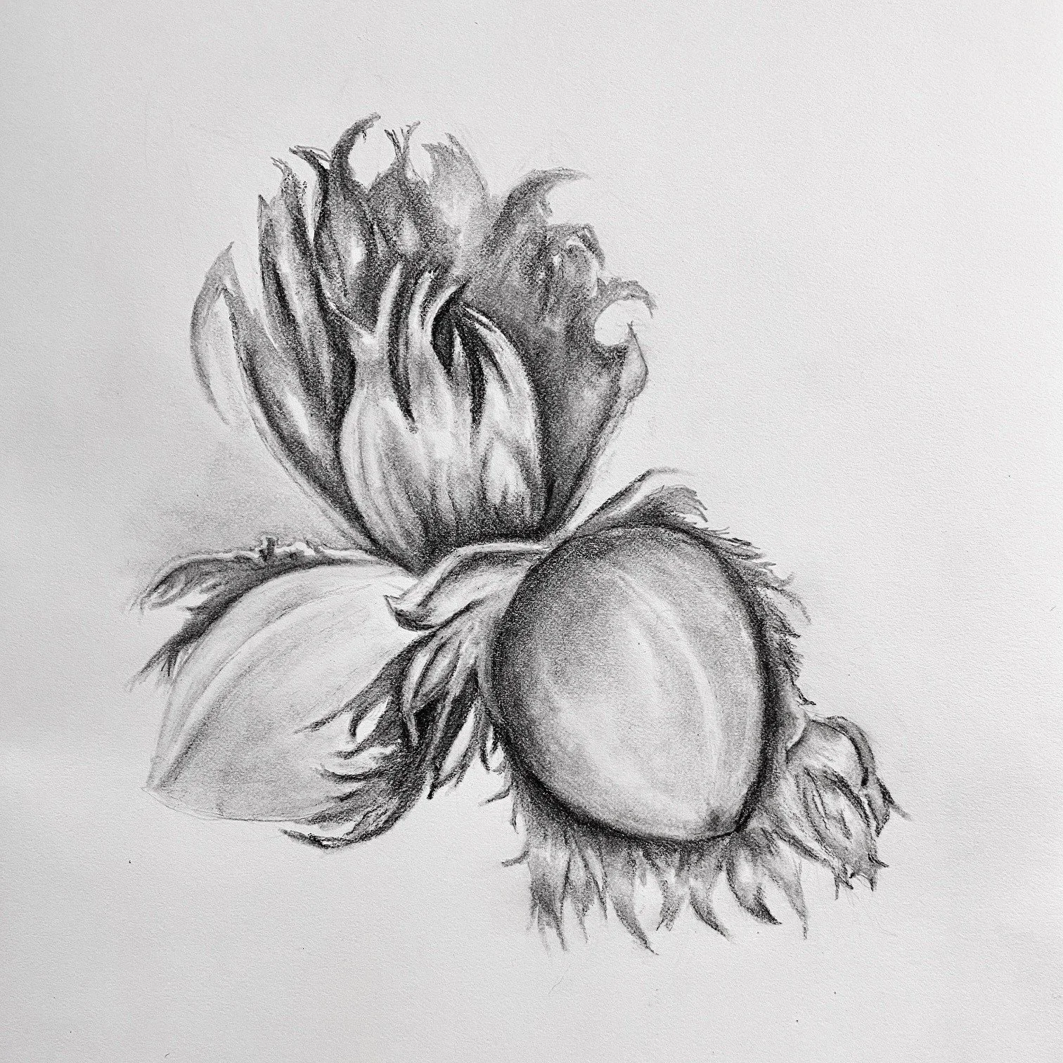First Hazelnuts
