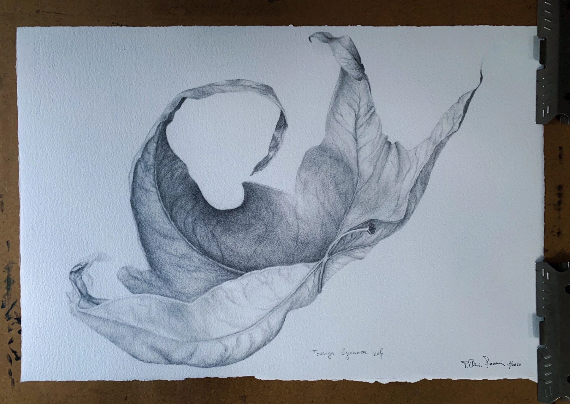 SOLD/VENDU 
The Leaf - graphite 57.5x39cm