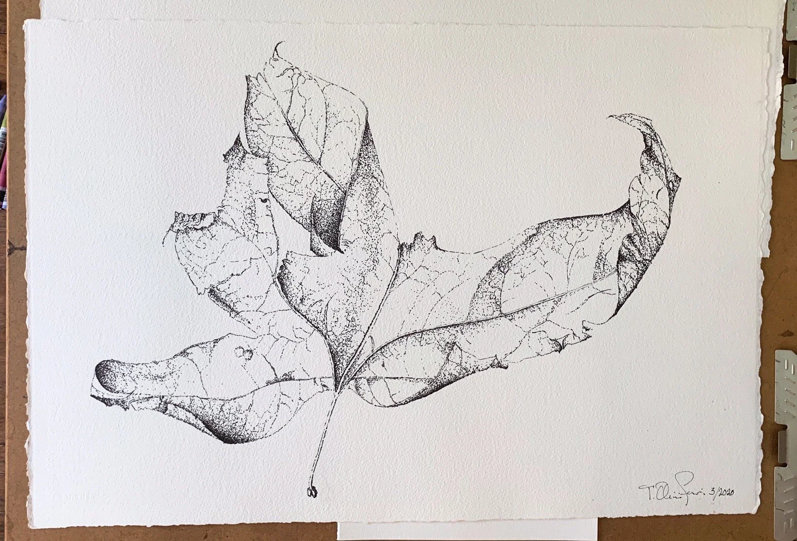 Topanga Sycamore Leaf
Pen & ink - 57.5x39cm