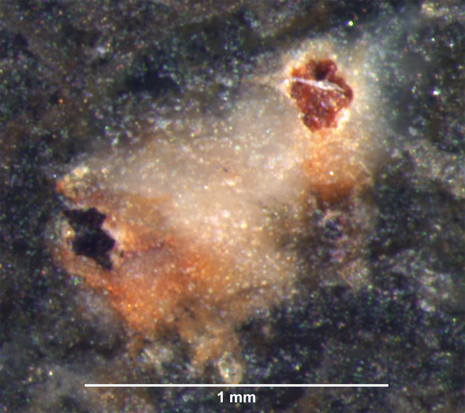 Millimeter-scale mineral-associated specimen photographed against a dark background with measurement scale for structural analysis.