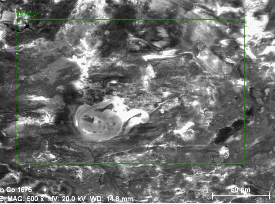 High-magnification microscopic image of a cylindrical metallic organism microstructure with internal features at 500× magnification.