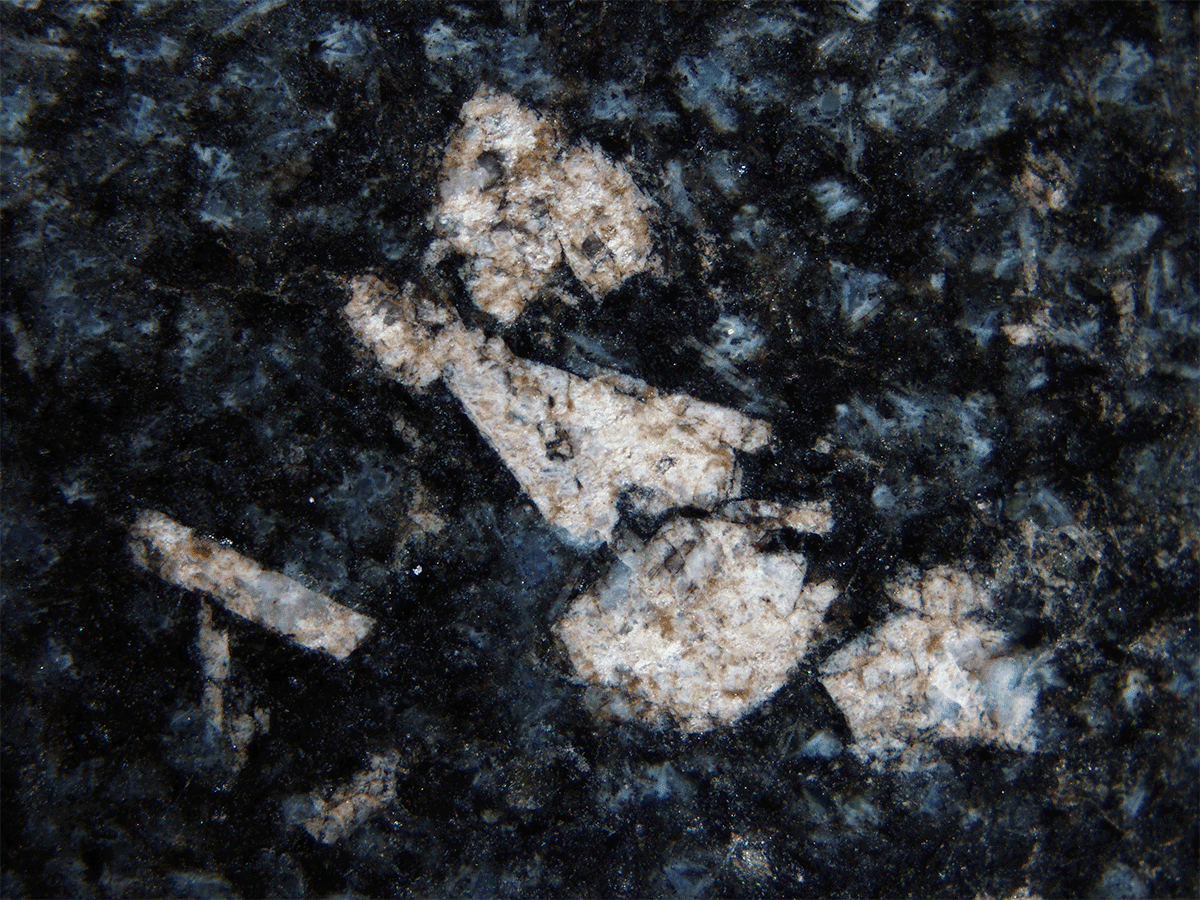 DCM2 Fossilized biological structure embedded in dark rock matrix, showing partial skeletal features preserved in stone.