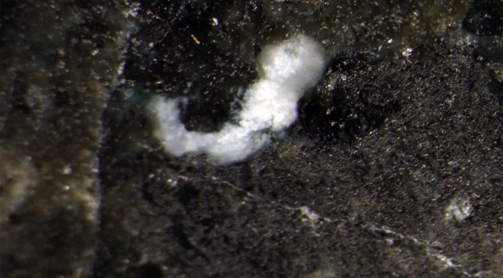 DCM1 Ancient diamondized extra-terrestrial embryonic structure illustrating natural survival biology in harsh environments.