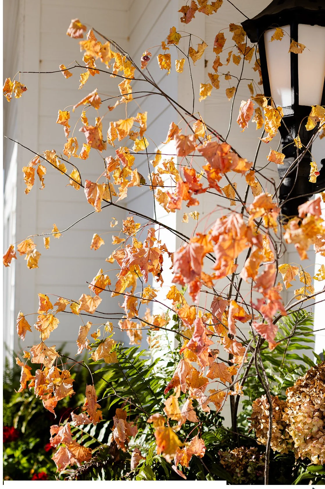 Autumn-colored leaves on a thin tree branch next to a black outdoor lantern on a white wall.