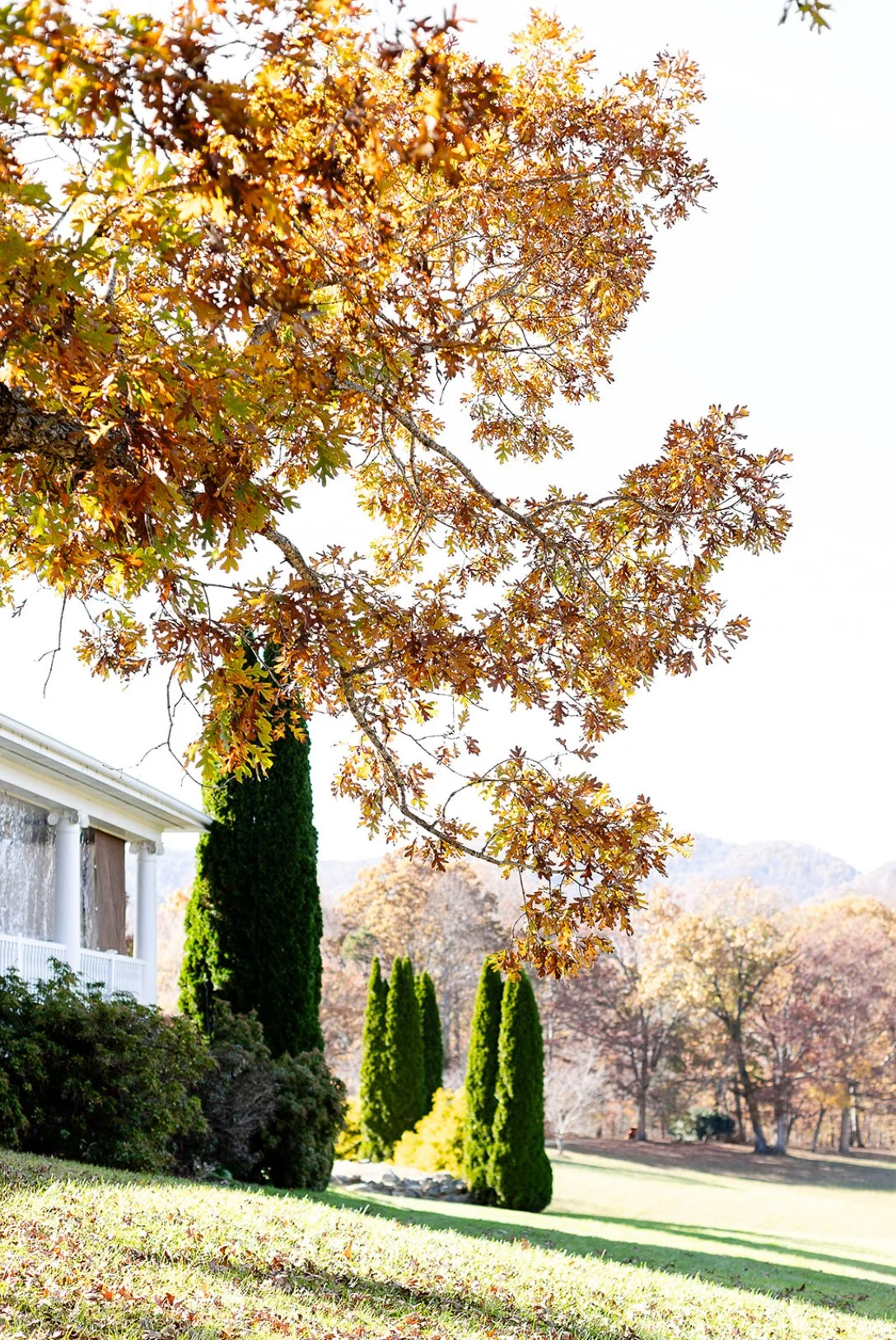 Autumn landscape featuring a tree with orange leaves in the foreground, a house with a porch on the left, and tall green cypress trees in the background under a bright sky.