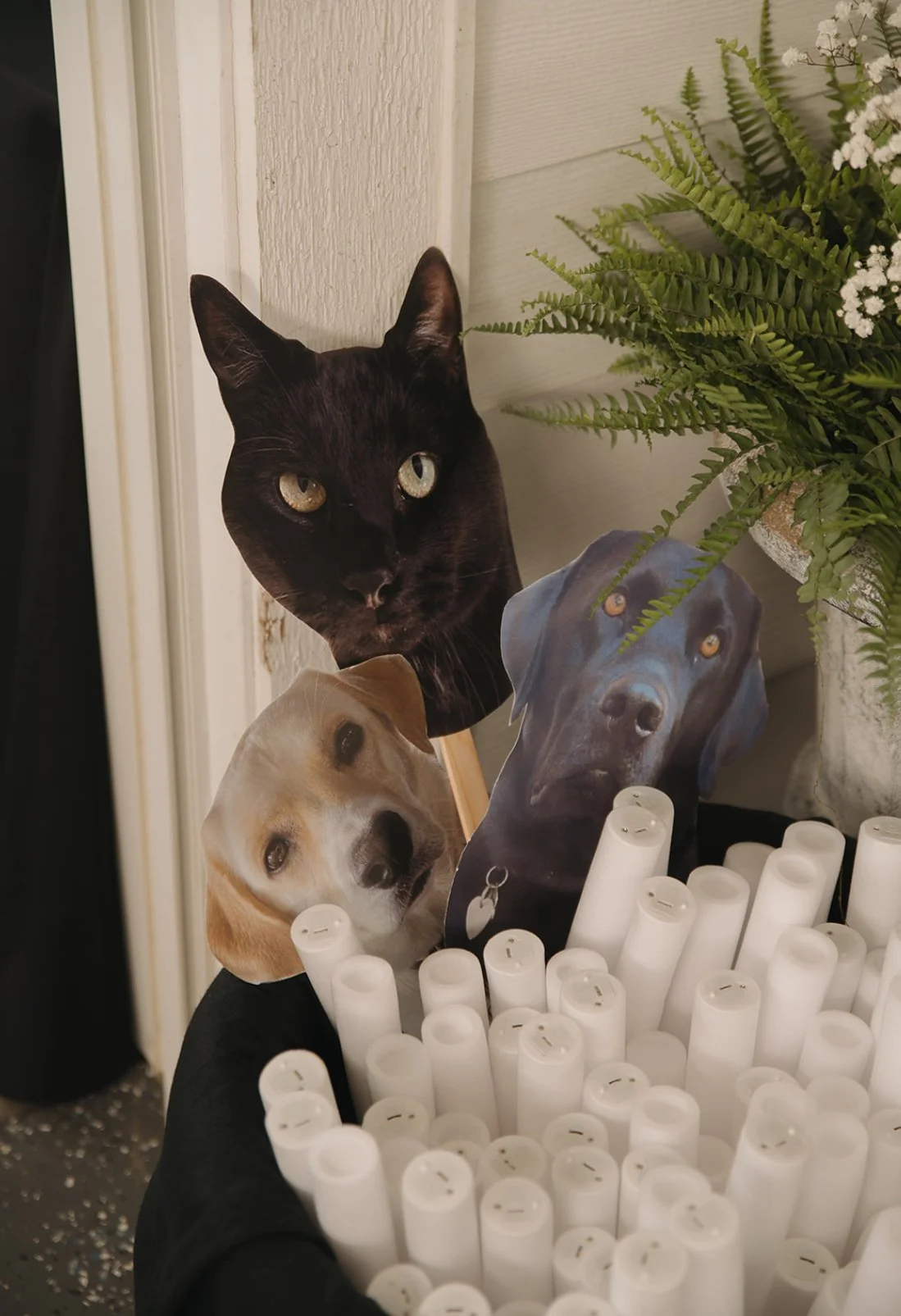 Decorative scene with a real black cat's face and paper cutouts of two different dogs, placed among white candles, with a green leafy plant in the background.