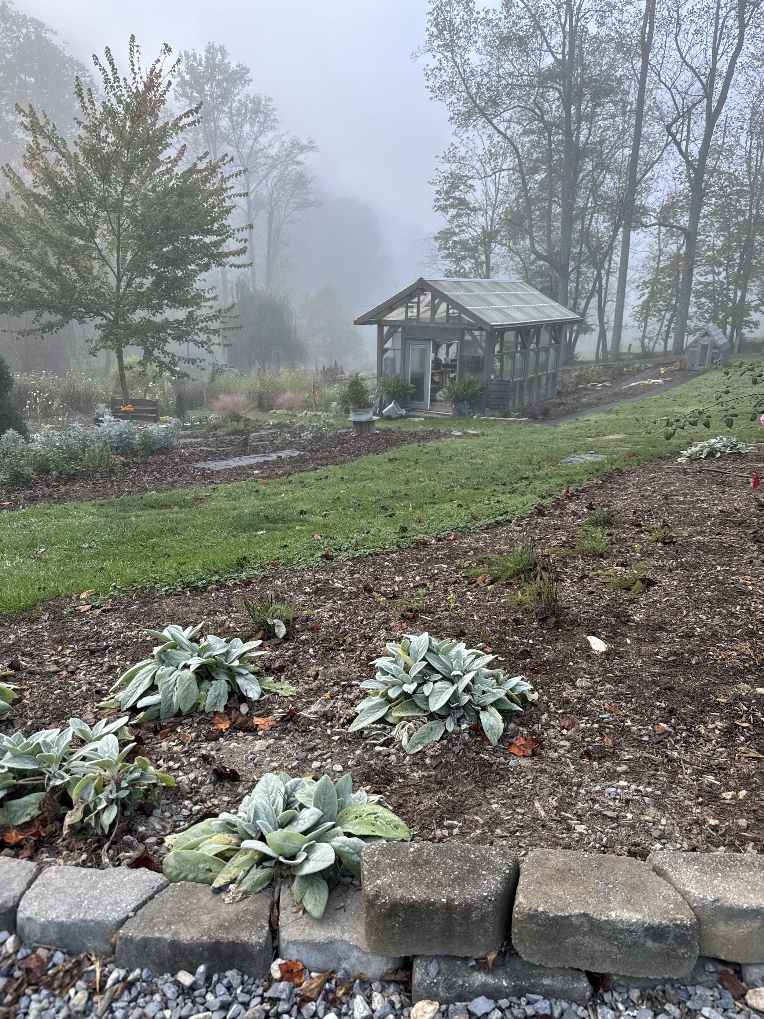 A flower farm garden scene with flowering plants, a greenhouse, and trees in foggy weather.