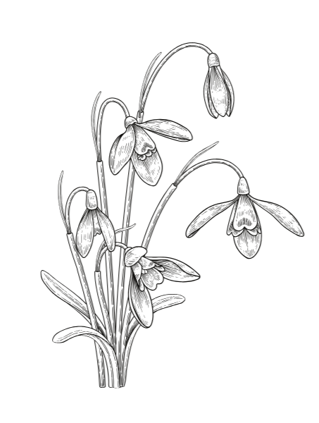 Line drawing of a plant with multiple flowers and elongated leaves.