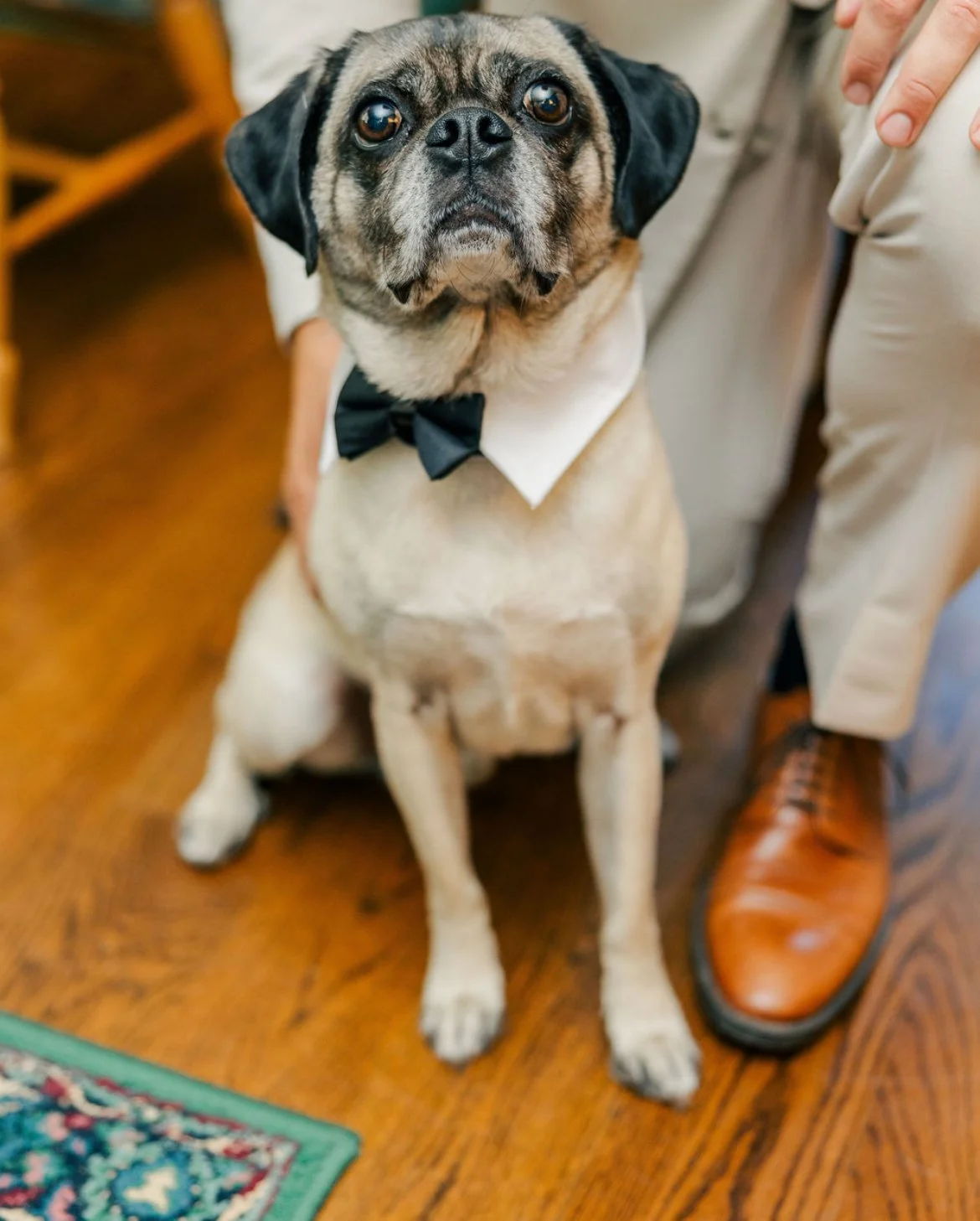 A pug dog wearing a white shirt and black bow tie sitting on wooden floor next to a person's leg in beige pants and brown shoes.