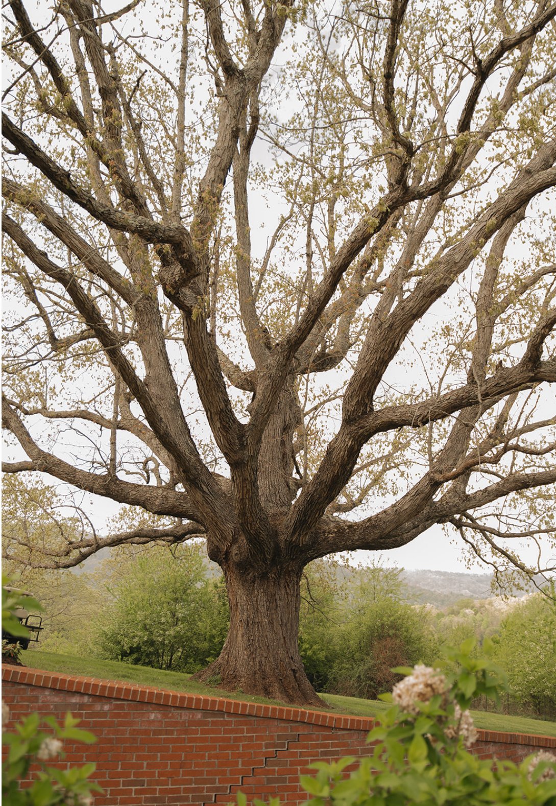 A large, mature tree with a wide trunk and extensive branches stands behind a brick wall in a park-like setting with green foliage and distant hills.