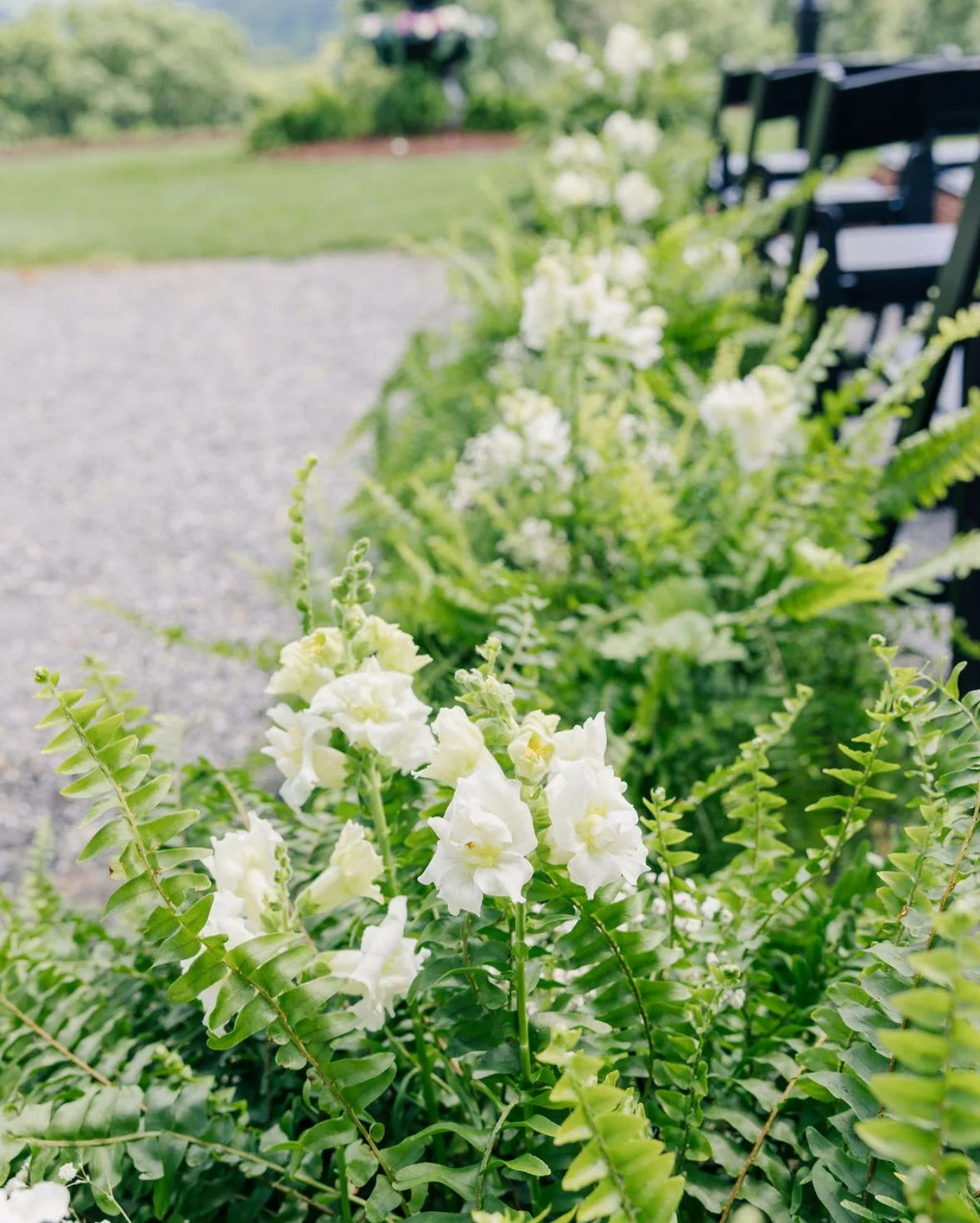 White flowers in a garden with green foliage and black benches in the background.