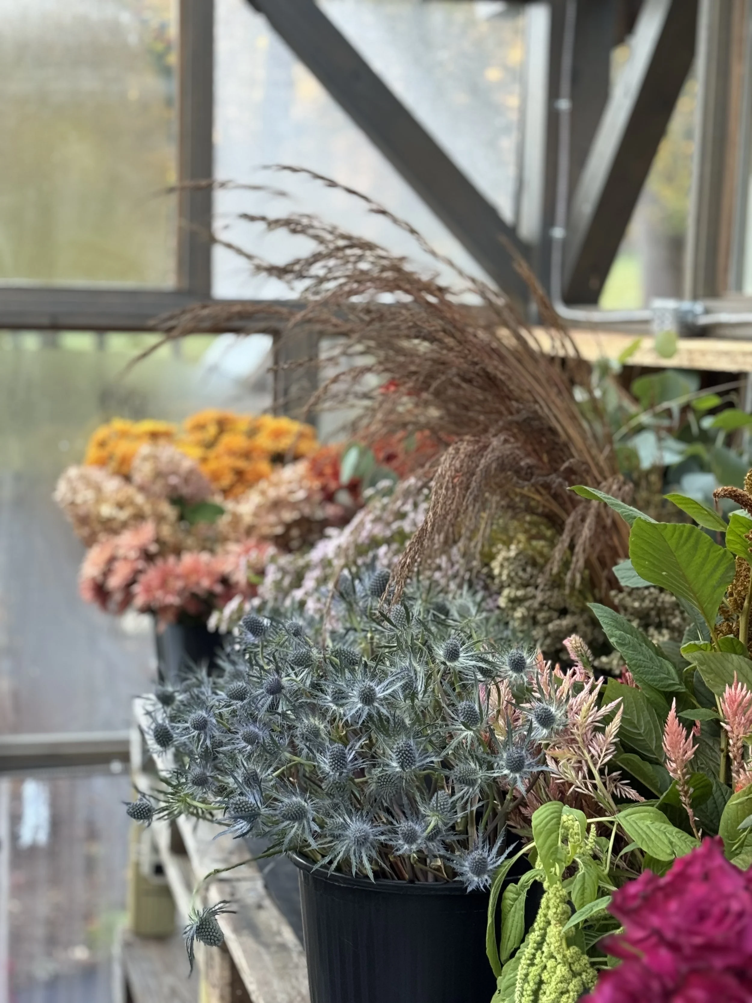 Various potted plants with colorful flowers and dried grasses inside a greenhouse or garden room with large windows.