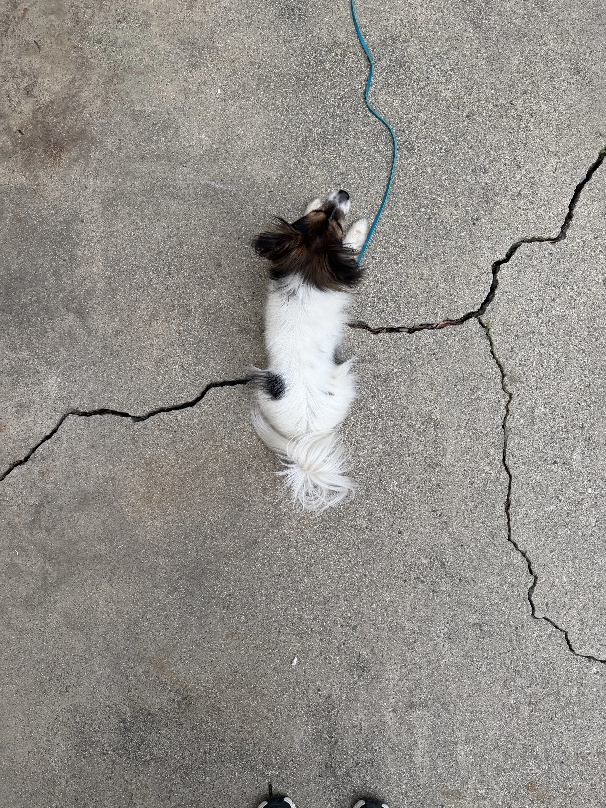 IMG_1395 Down Overhead.jpg