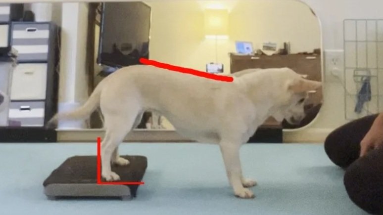 Rear Foot Target