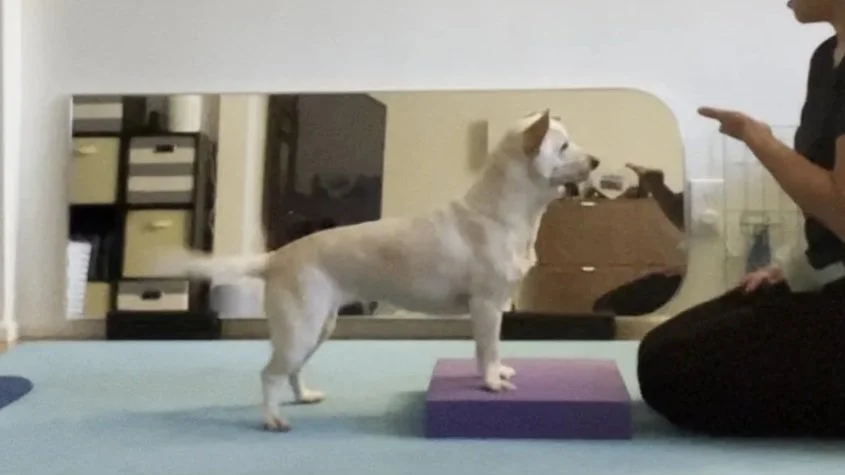 Front Foot Target