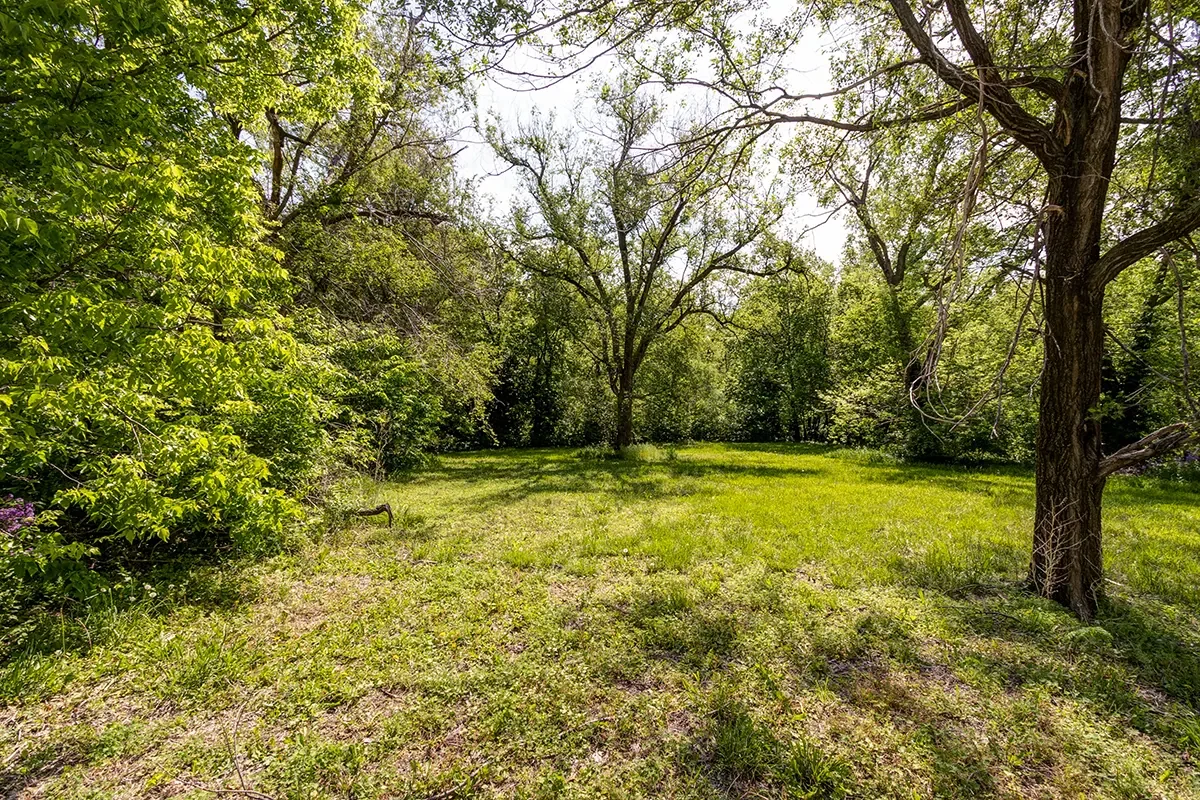 Sunlit grassy clearing surrounded by various green trees and bushes.