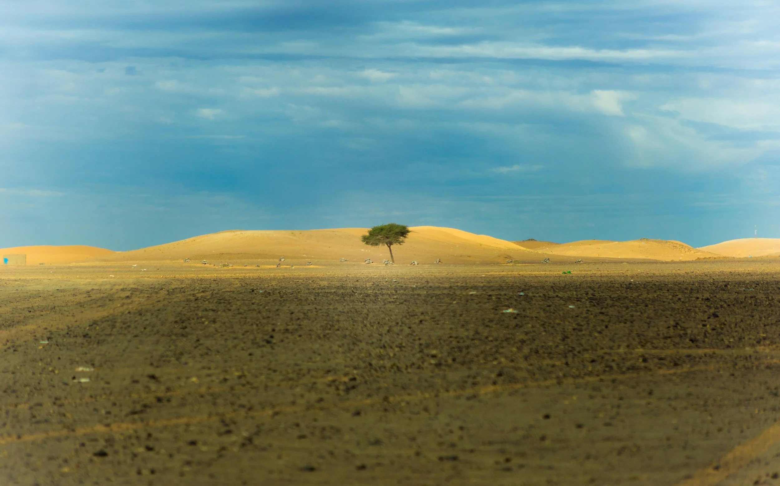 A lone tree standing in a vast, arid landscape with rolling sand dunes under a cloudy blue sky, symbolism for resiliency.