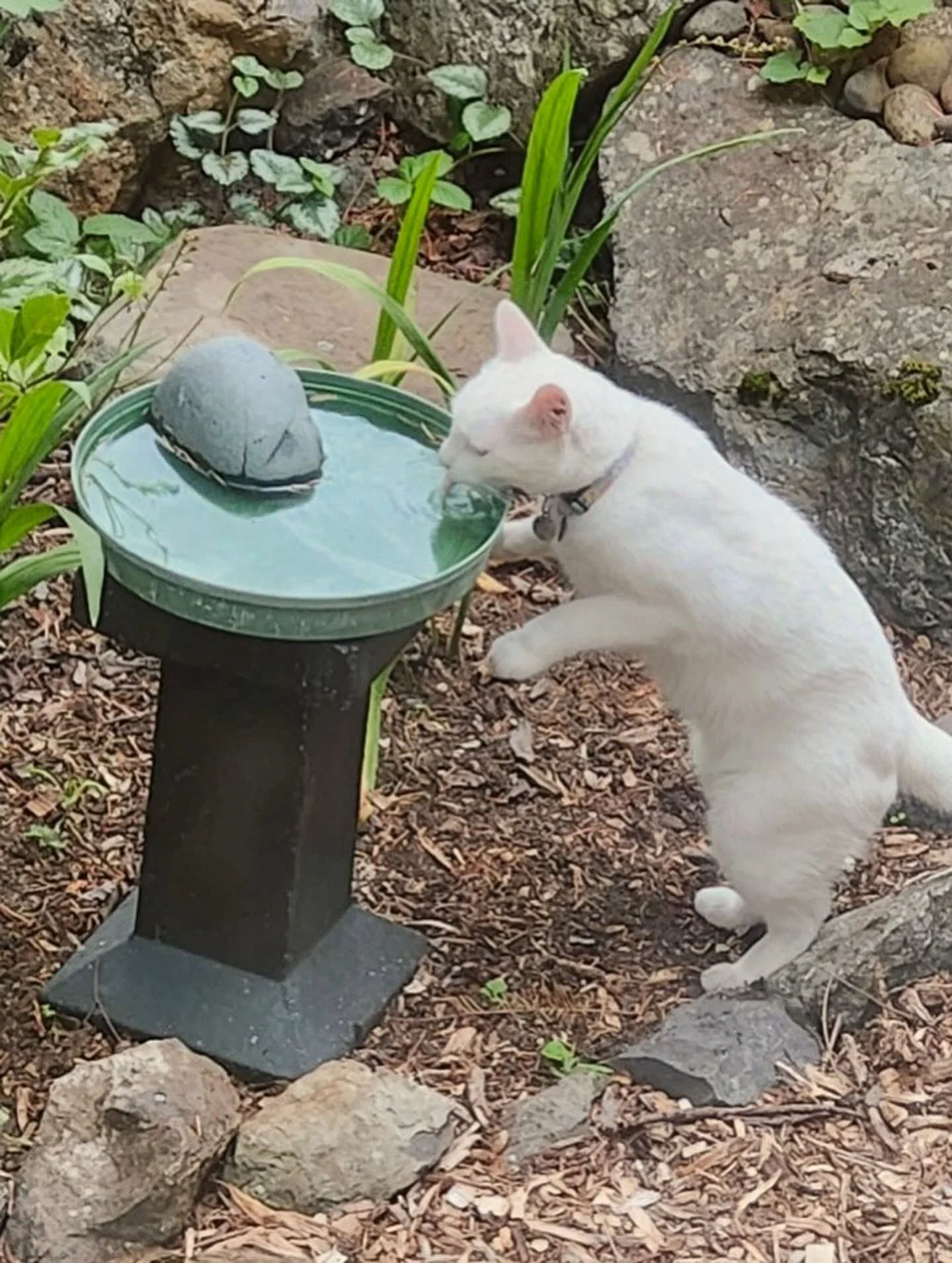White cat drinking water from a bird bath in a garden.