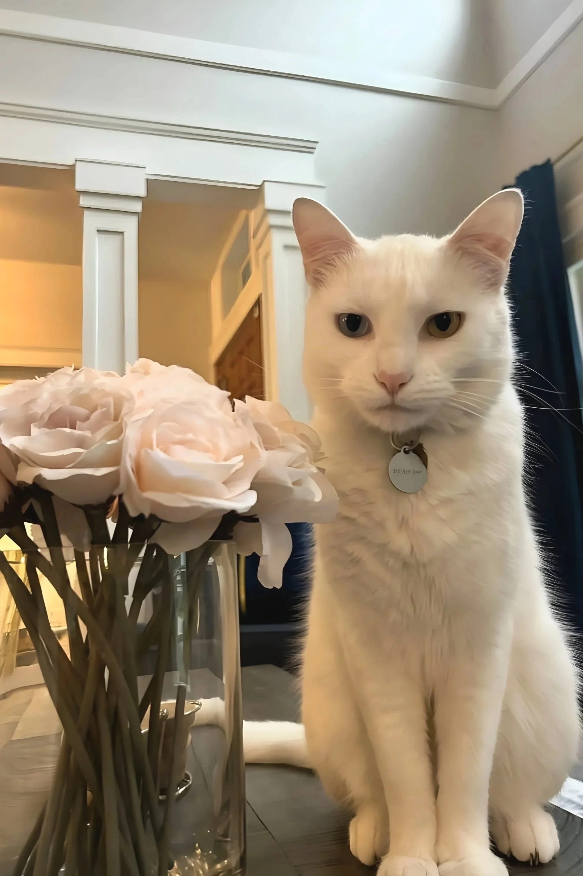 A white cat with heterochromatic eyes (one blue, one yellow) sitting next to a vase of light pink roses inside a home.
