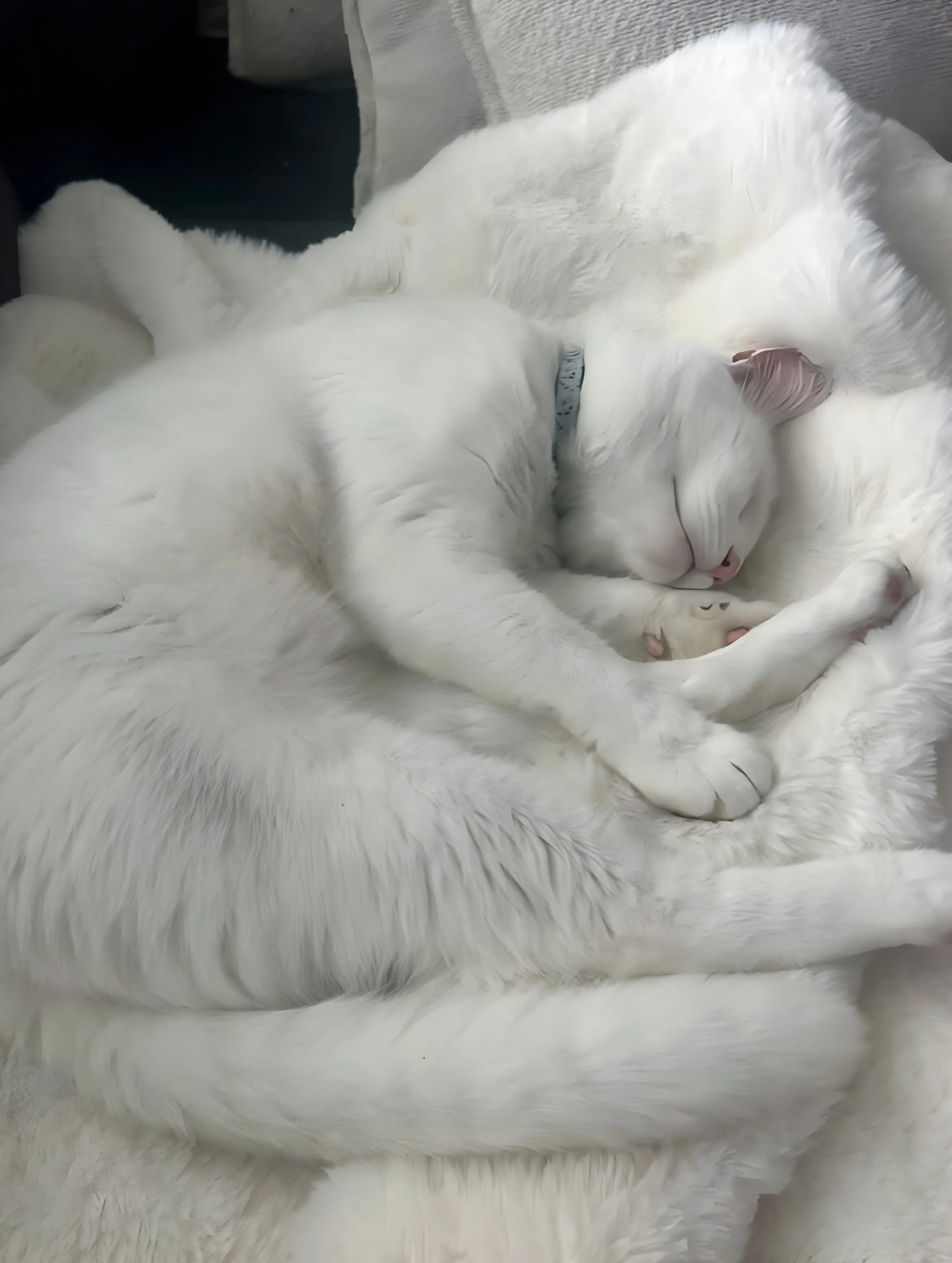 Two white cats cuddle while lying on a blanket, their eyes closed and ears relaxed.