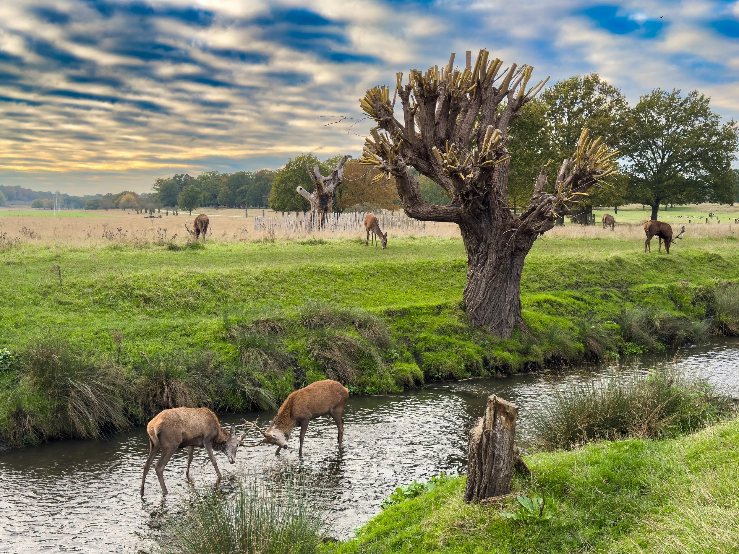 Urban wildlife - London 🇬🇧