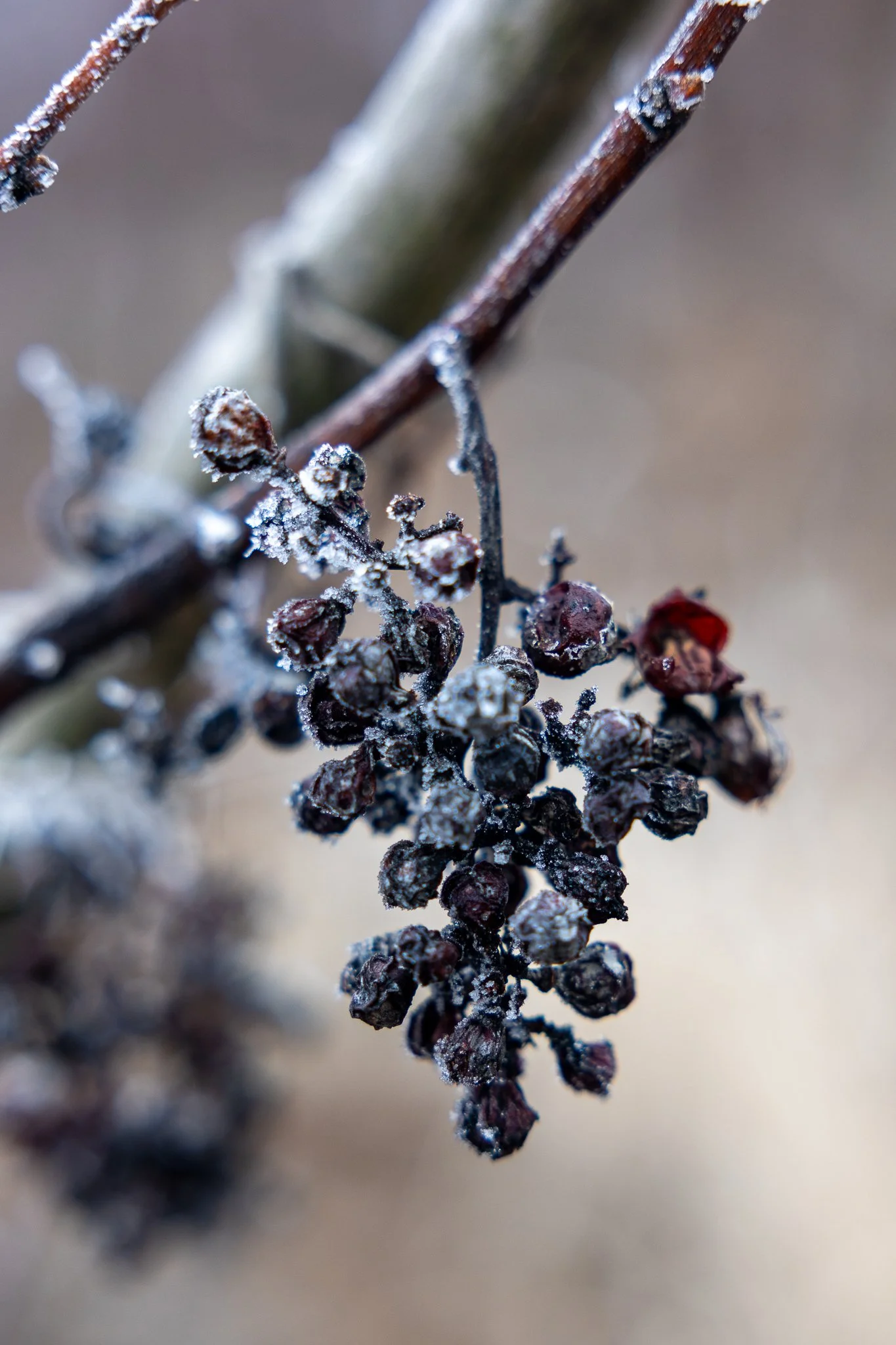 Winter's last grapes - Magyarbikal 🇷🇴