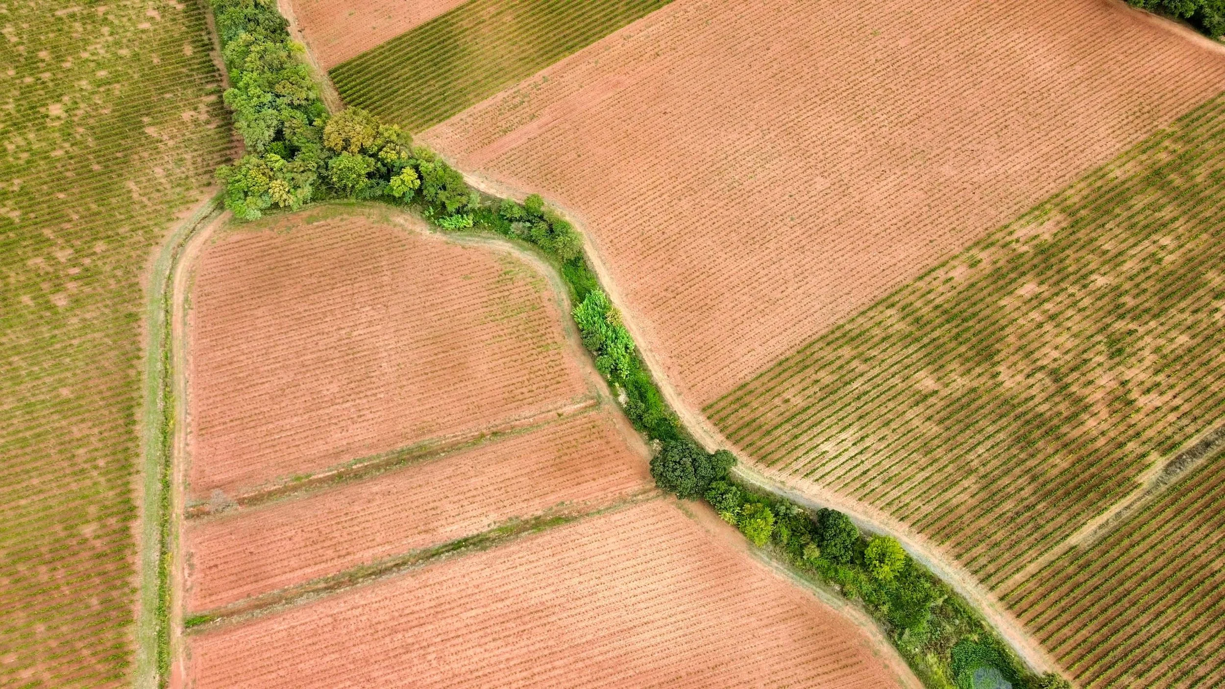 Fork of the vines - Provence 🇫🇷