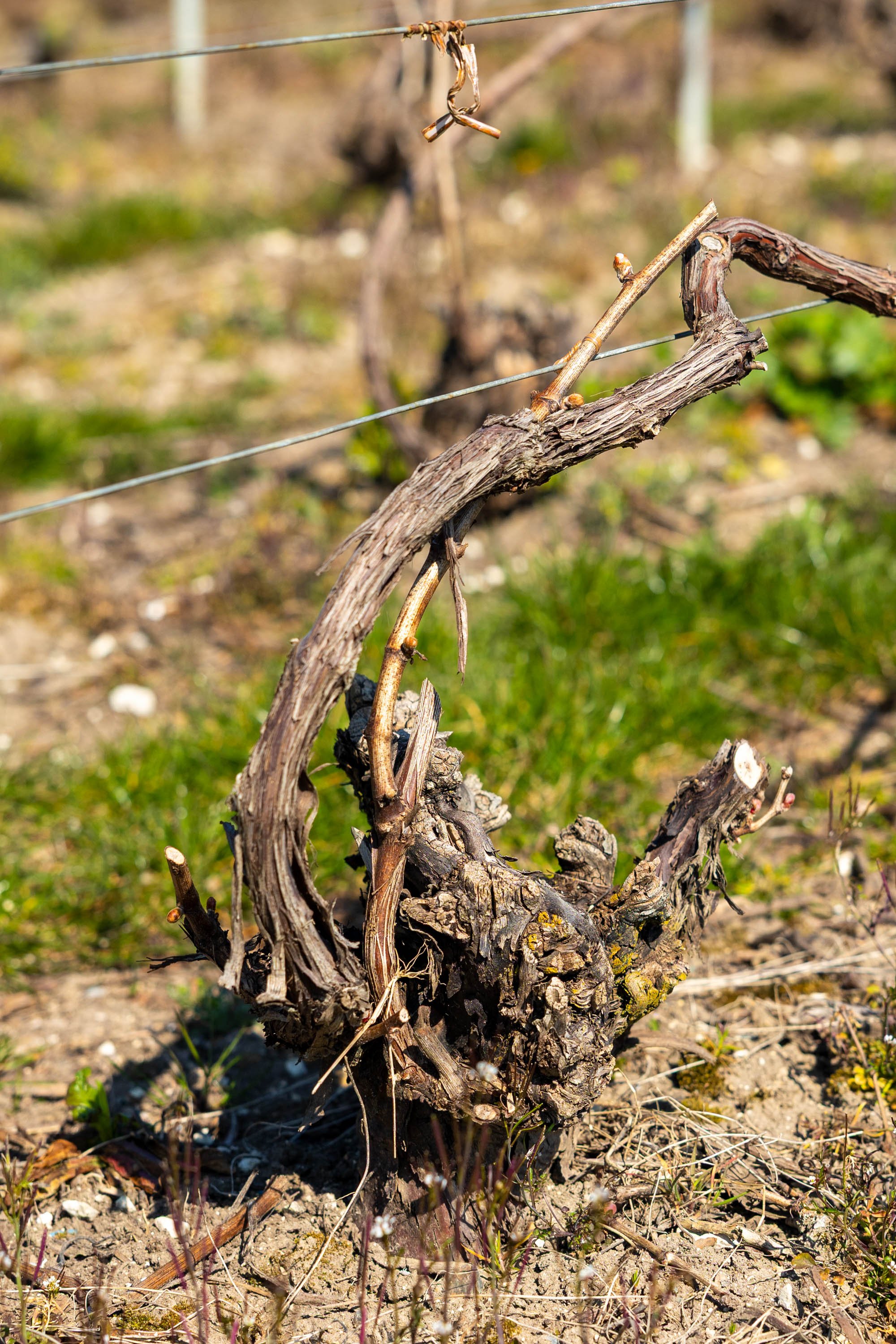 Timeless root sentinel - Champagne 🇫🇷