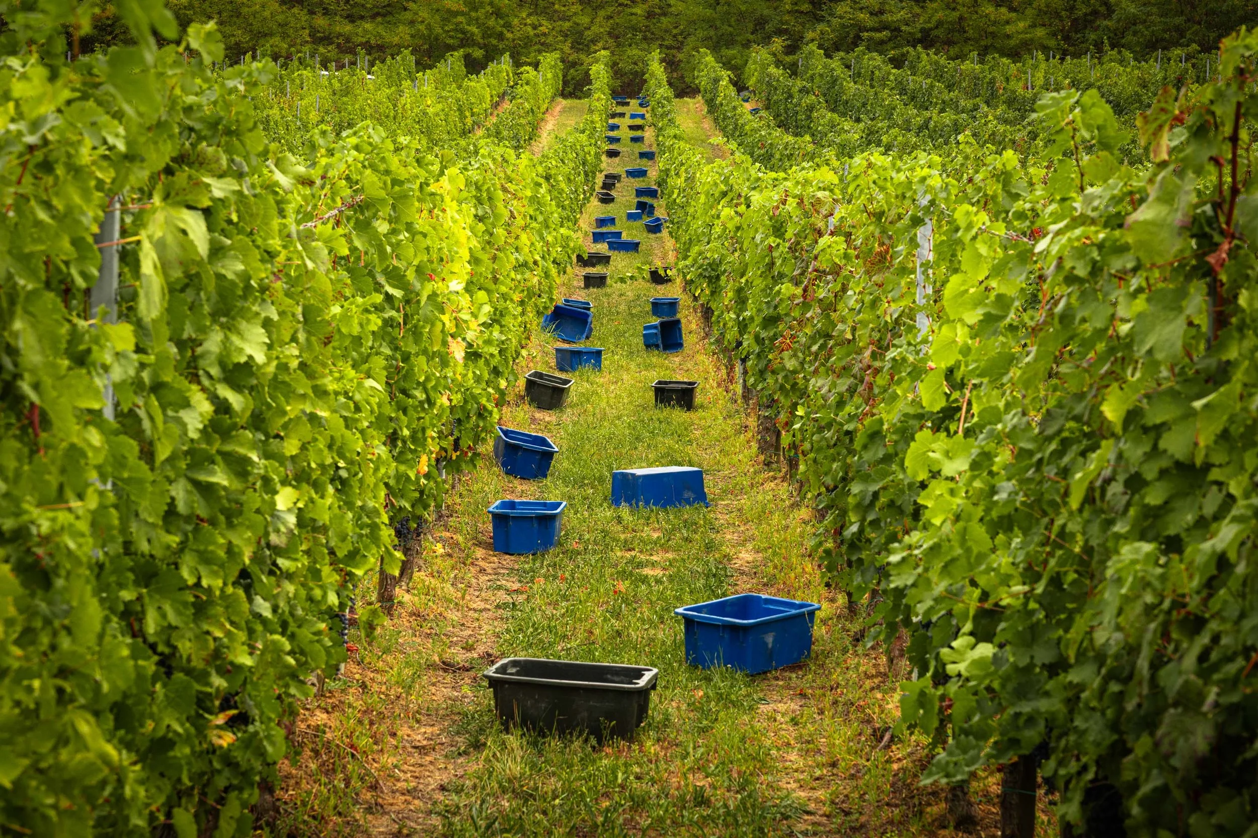 Preparation before the harvest - Villány 🇭🇺