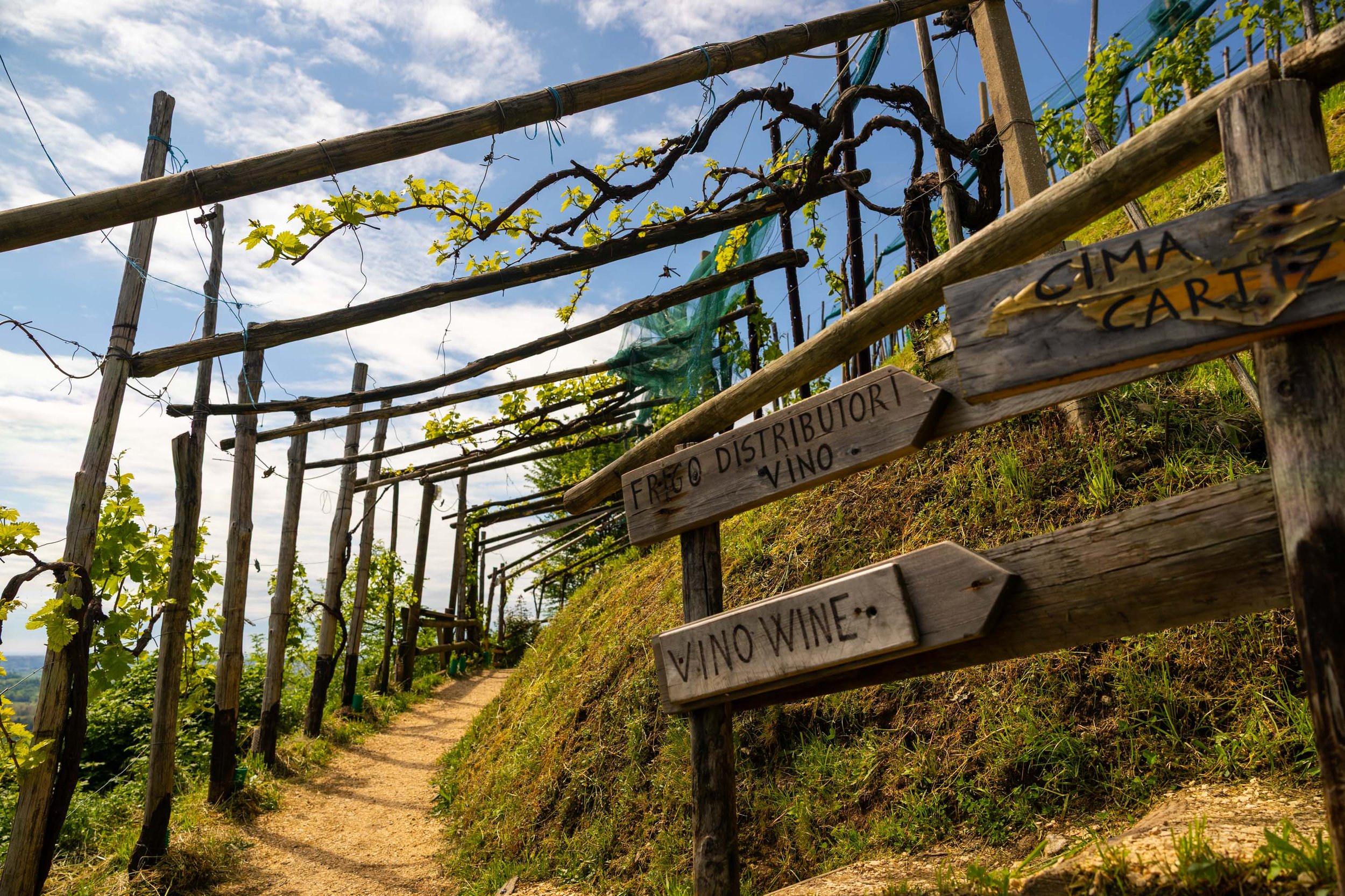 The hill of Cartizze - Valdobbiadene 🇮🇹