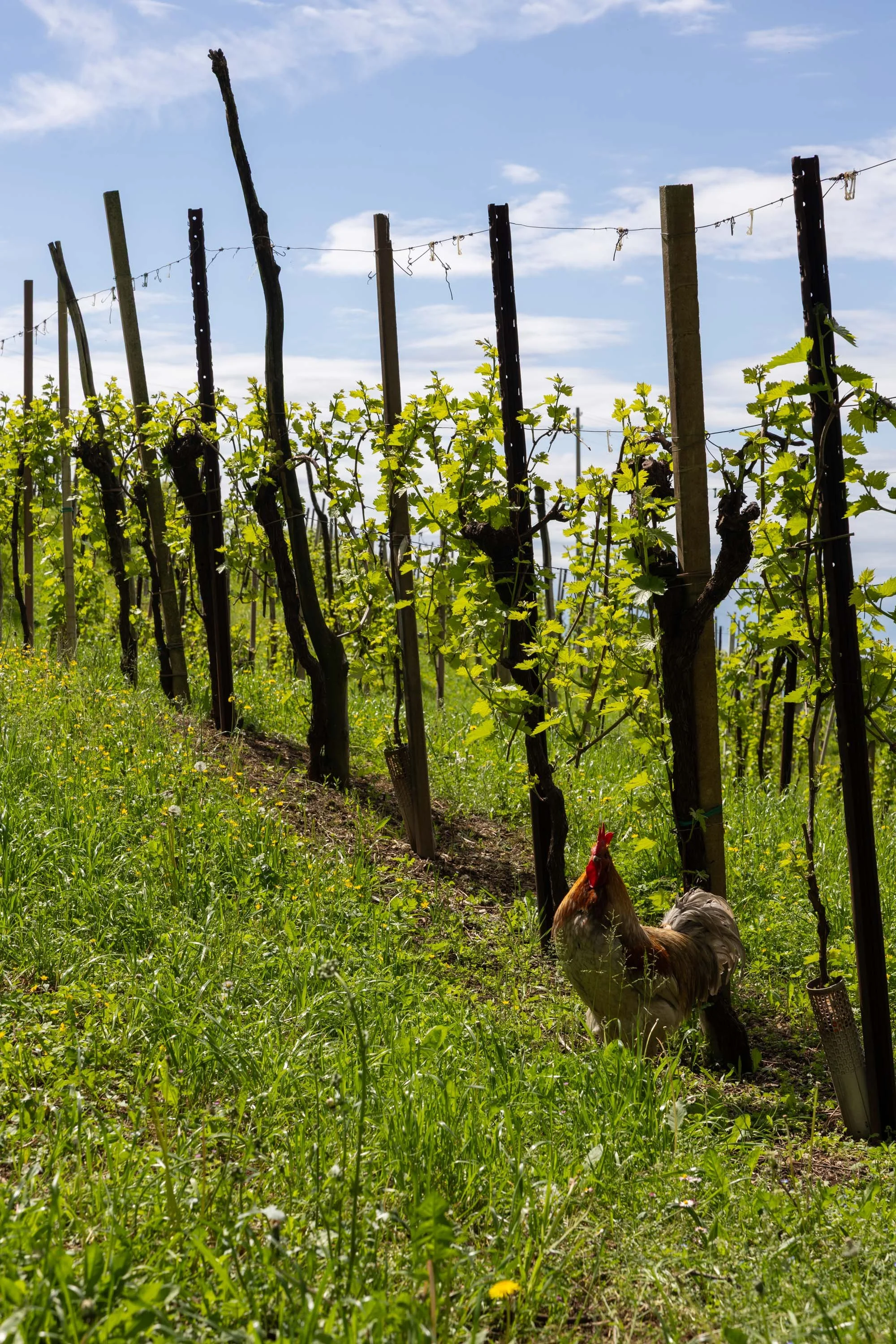 A rooster amid the vineyards - Valdobbiadene 🇮🇹