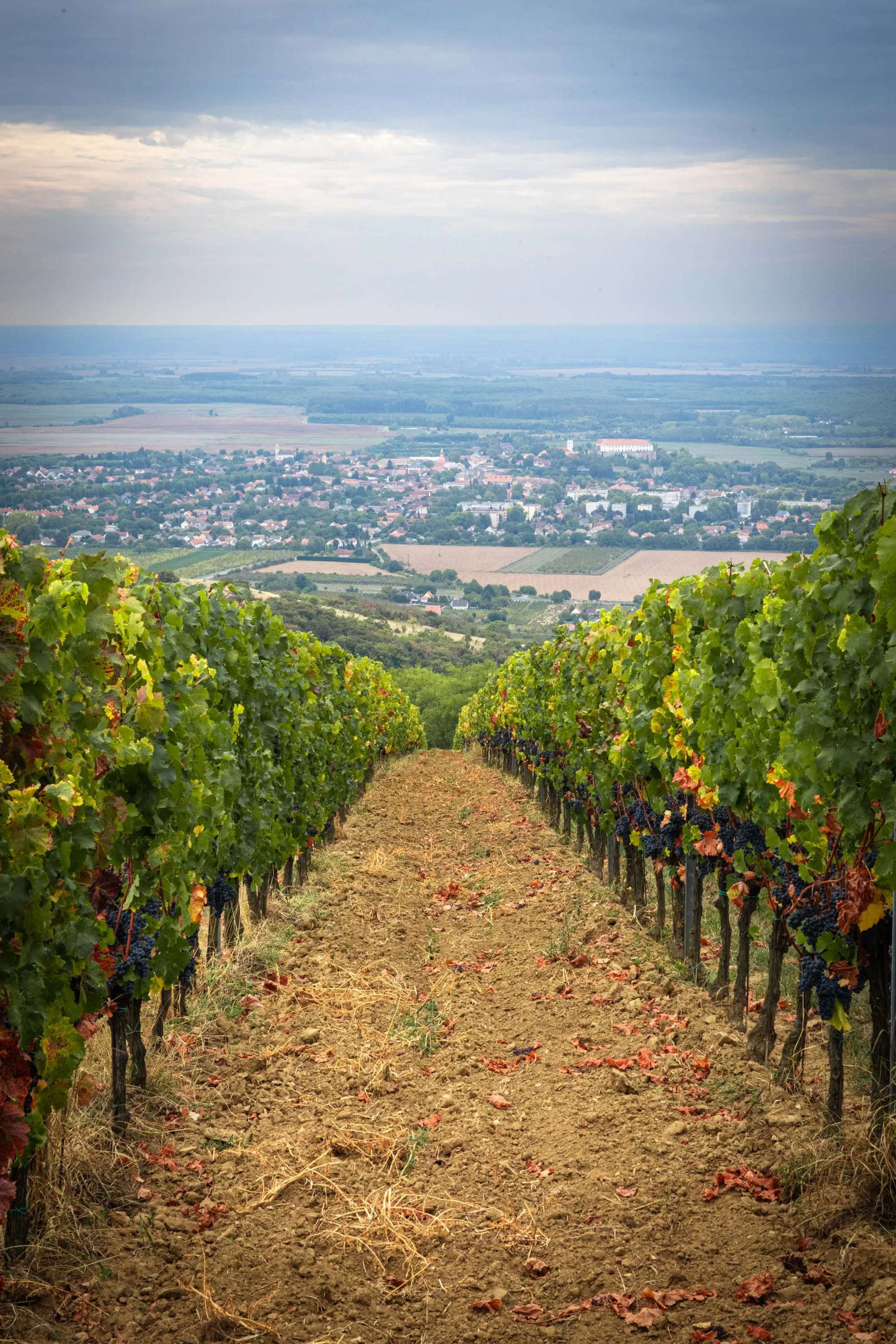 Whispers of the Villany Hills - Villány 🇭🇺