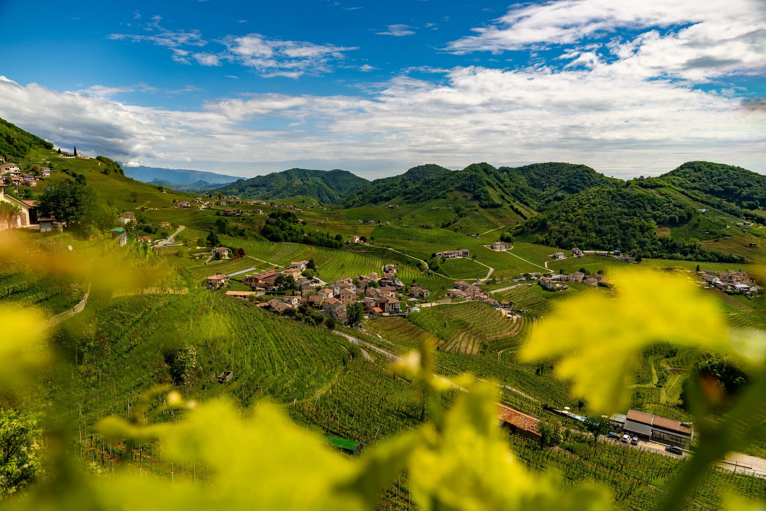 grapevine, wine and the joy of living