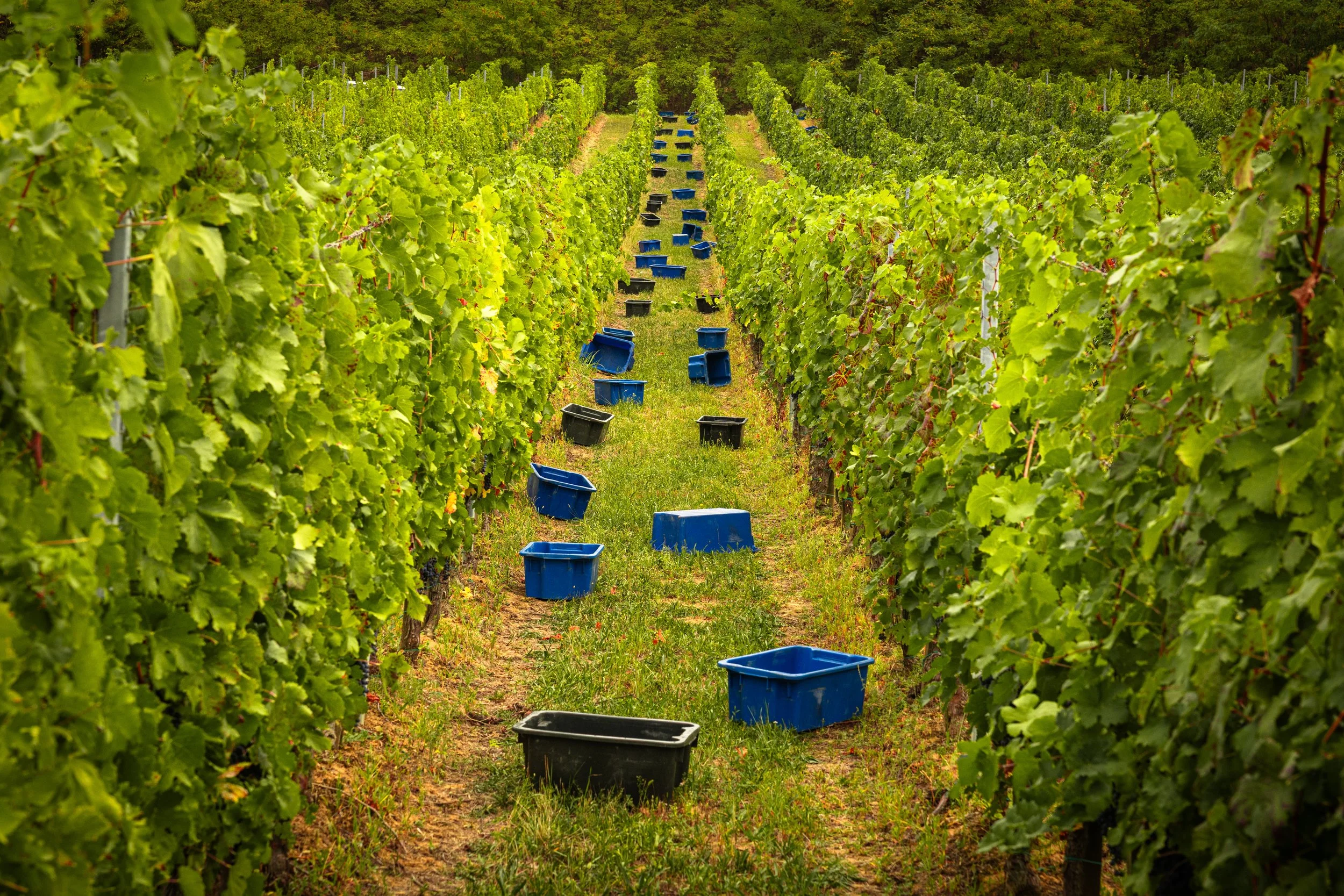 Preparation for harvest - Villany 🇭🇺