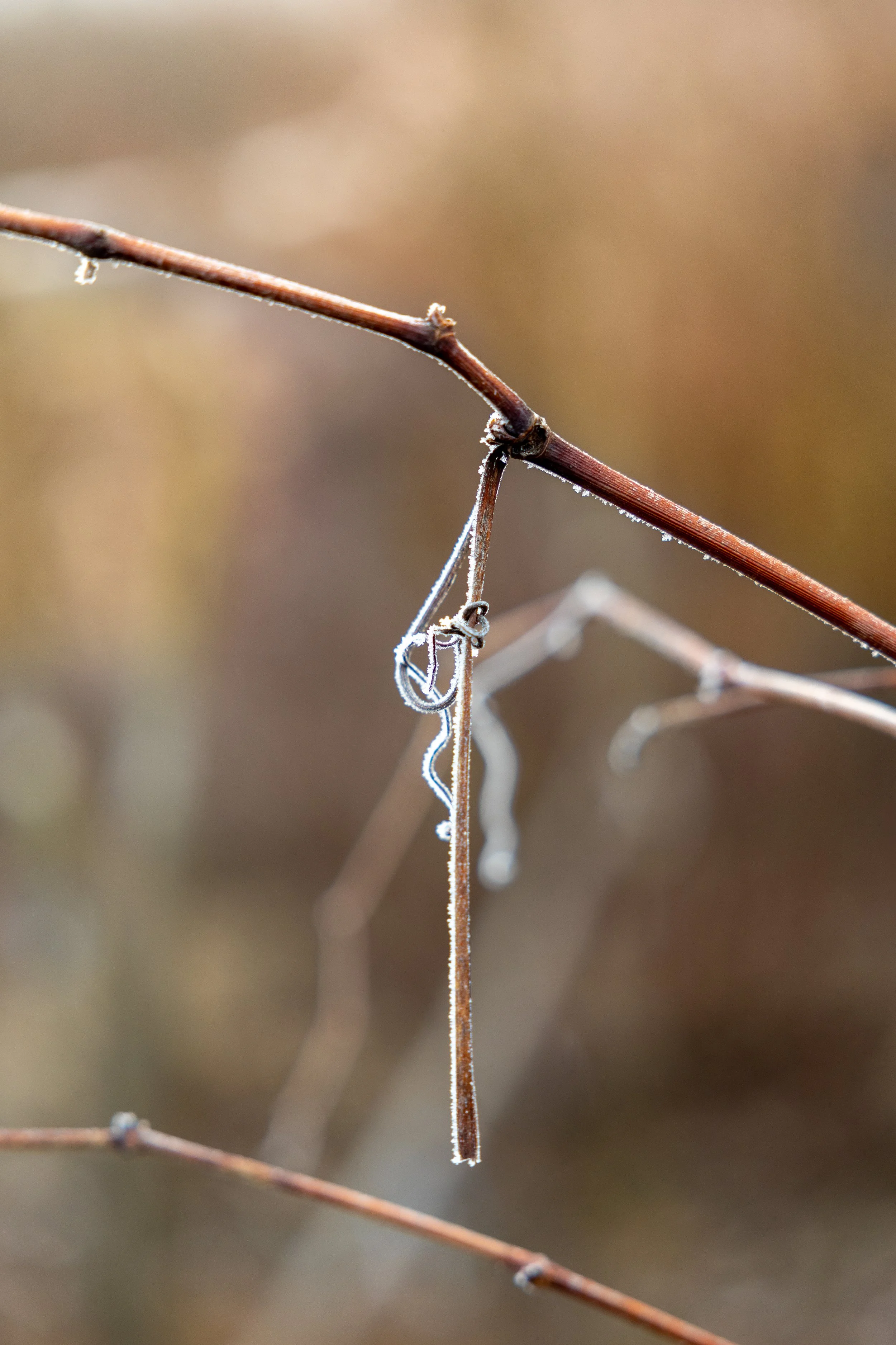 Frozen violin clef - Magyarbikal 🇷🇴