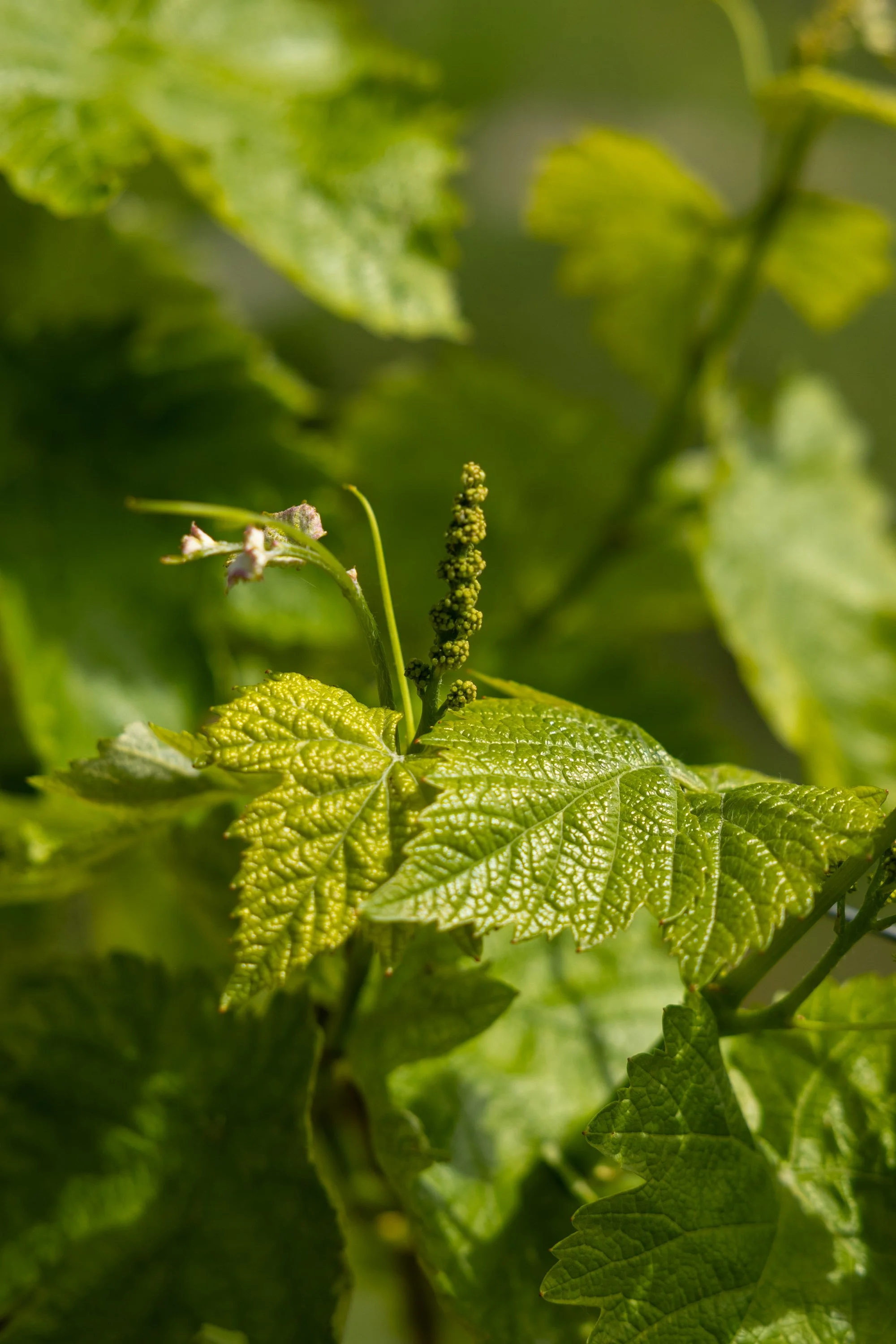 Rebirth of vine - Cartizze 🇮🇹