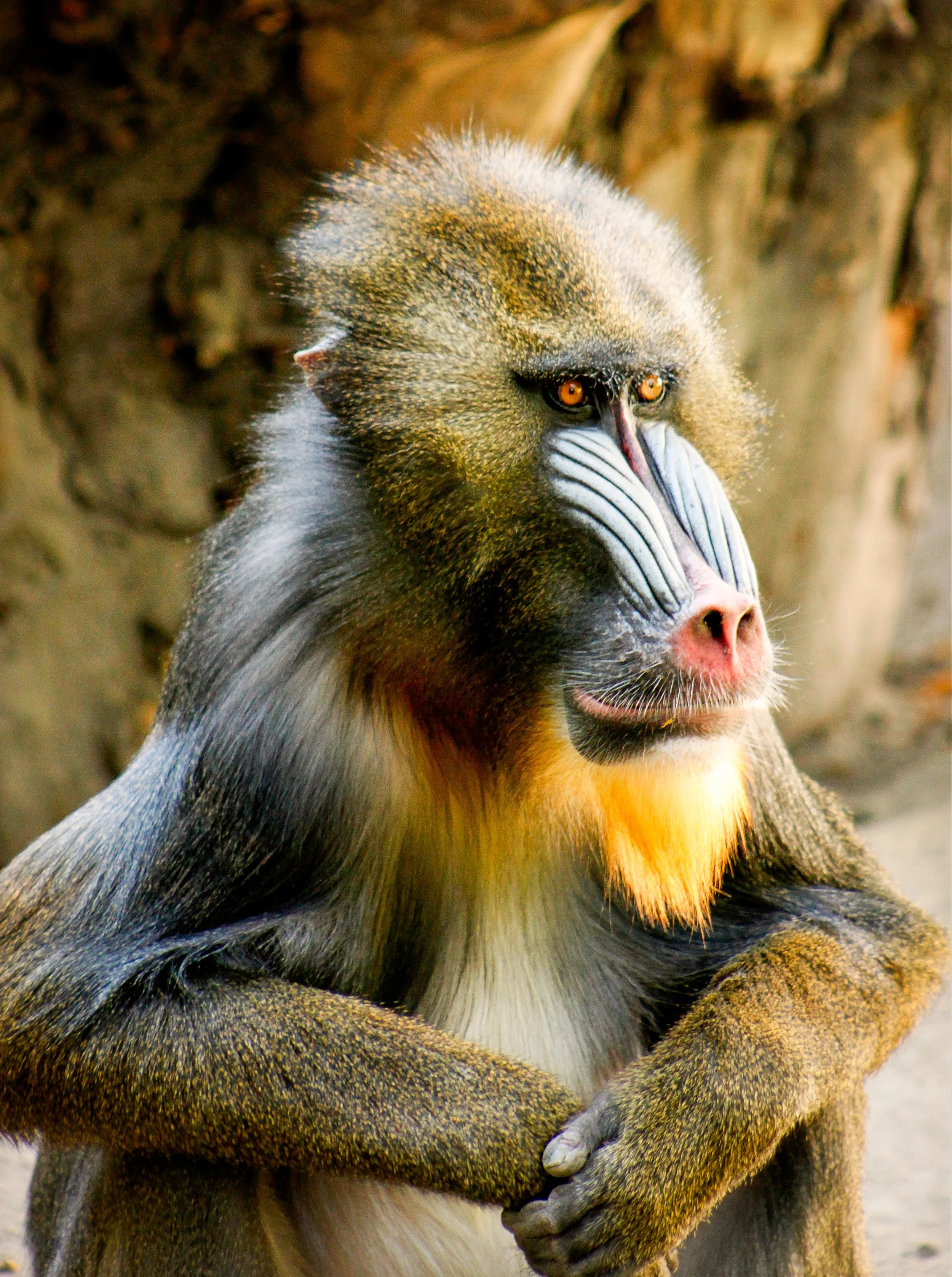 King of apes - Budapest 🇭🇺