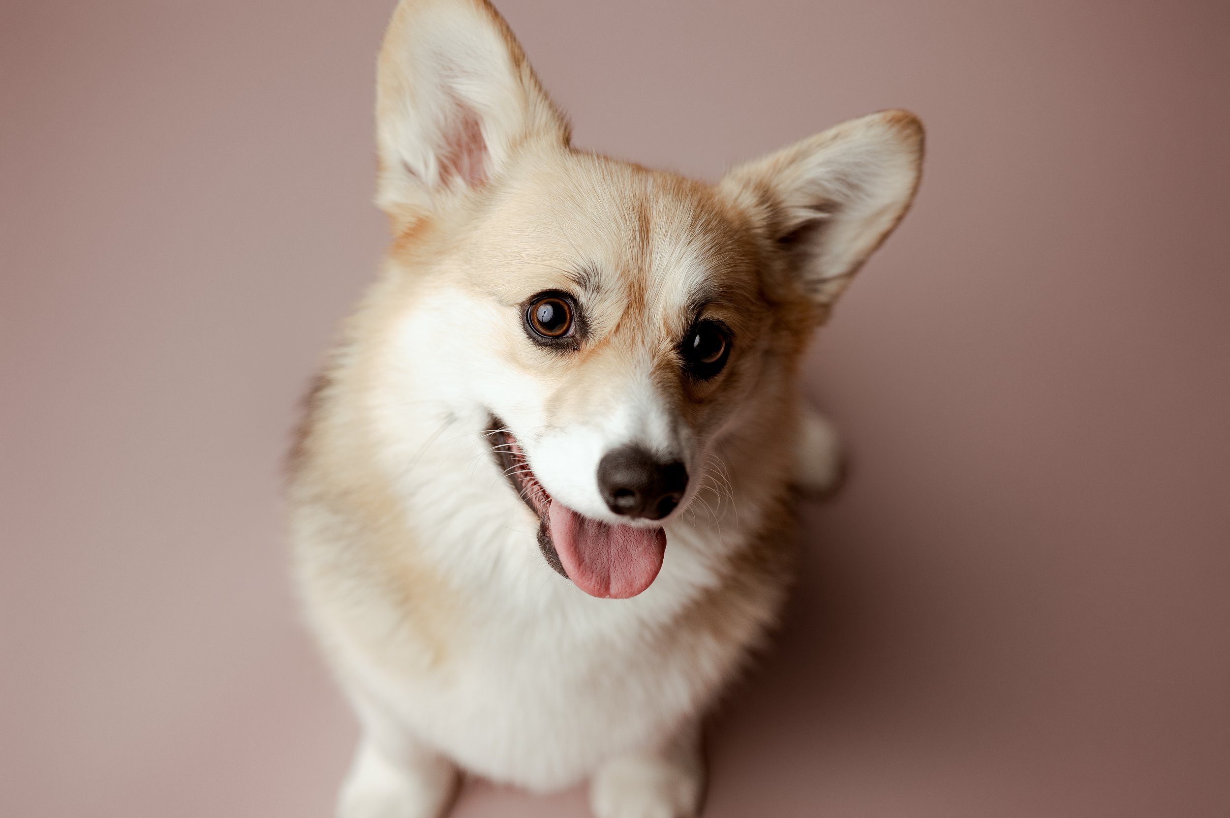 A happy Corgi dog sitting on a pinkish background, looking up with its tongue out.