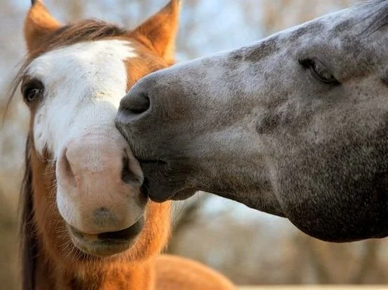 I Kiss Horses