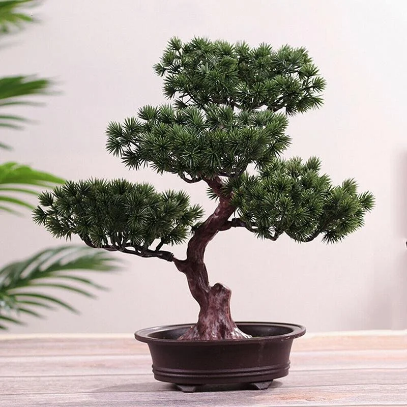 Bonsai de pinho em vaso preto sobre mesa de madeira.