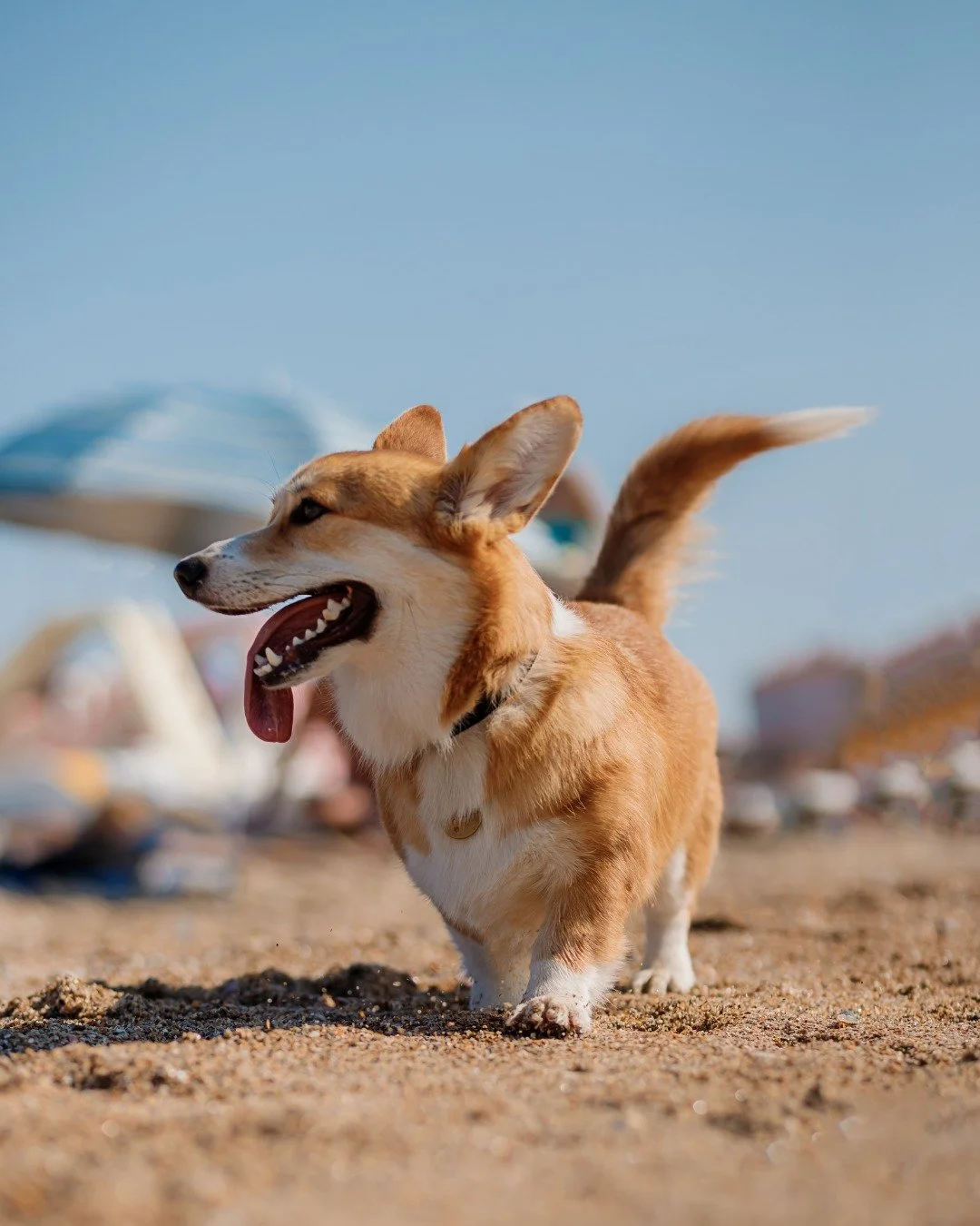 Your four-legged friends are in for a treat 🐾

We&rsquo;ll be offering pup cups&mdash;frozen treats made just for them with dog-friendly ingredients&mdash;because we know they&rsquo;re part of the family too.

Bring them along and enjoy our outdoor 