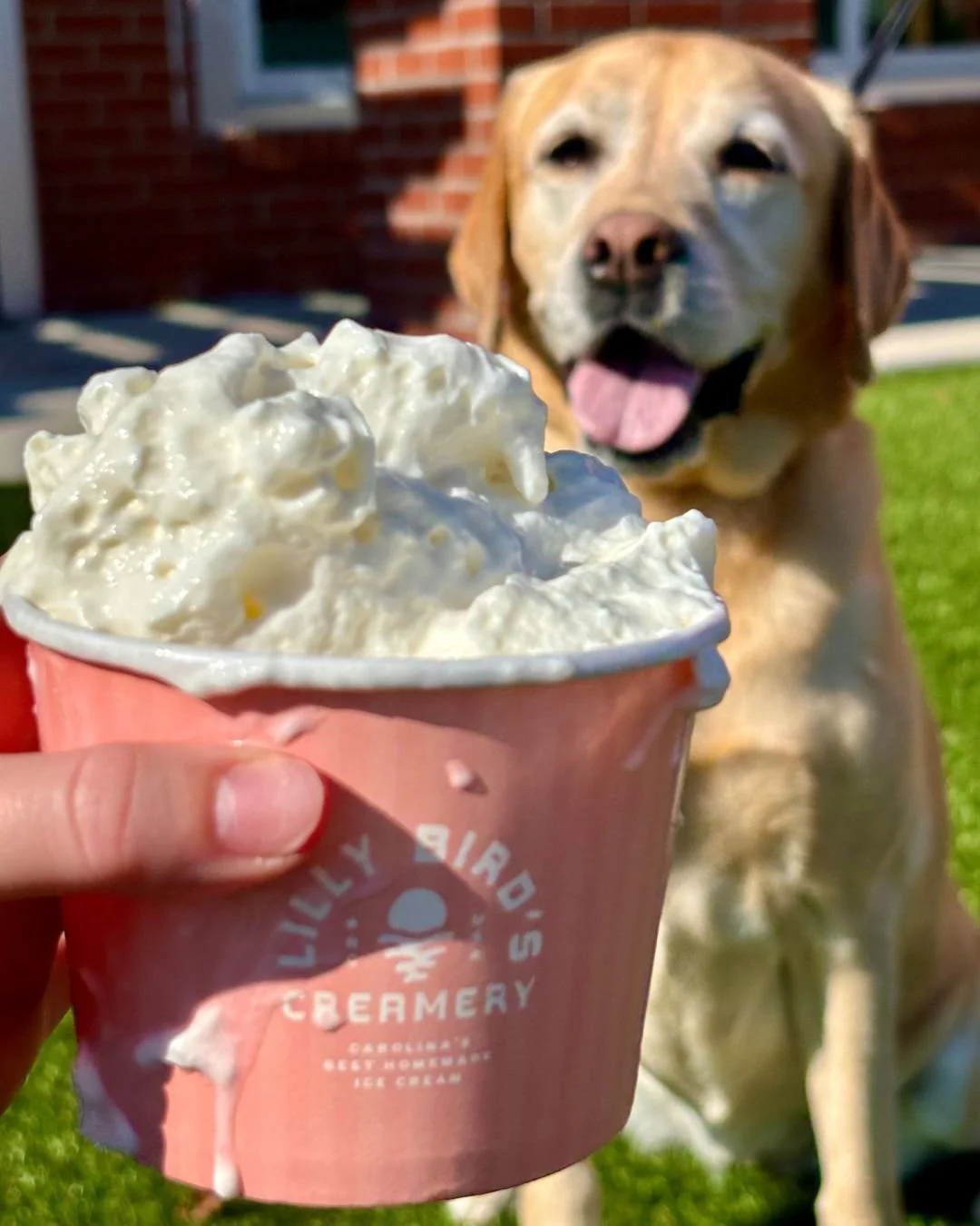 Sweet treats for everyone in your family 🐾

#pupcups #doglife