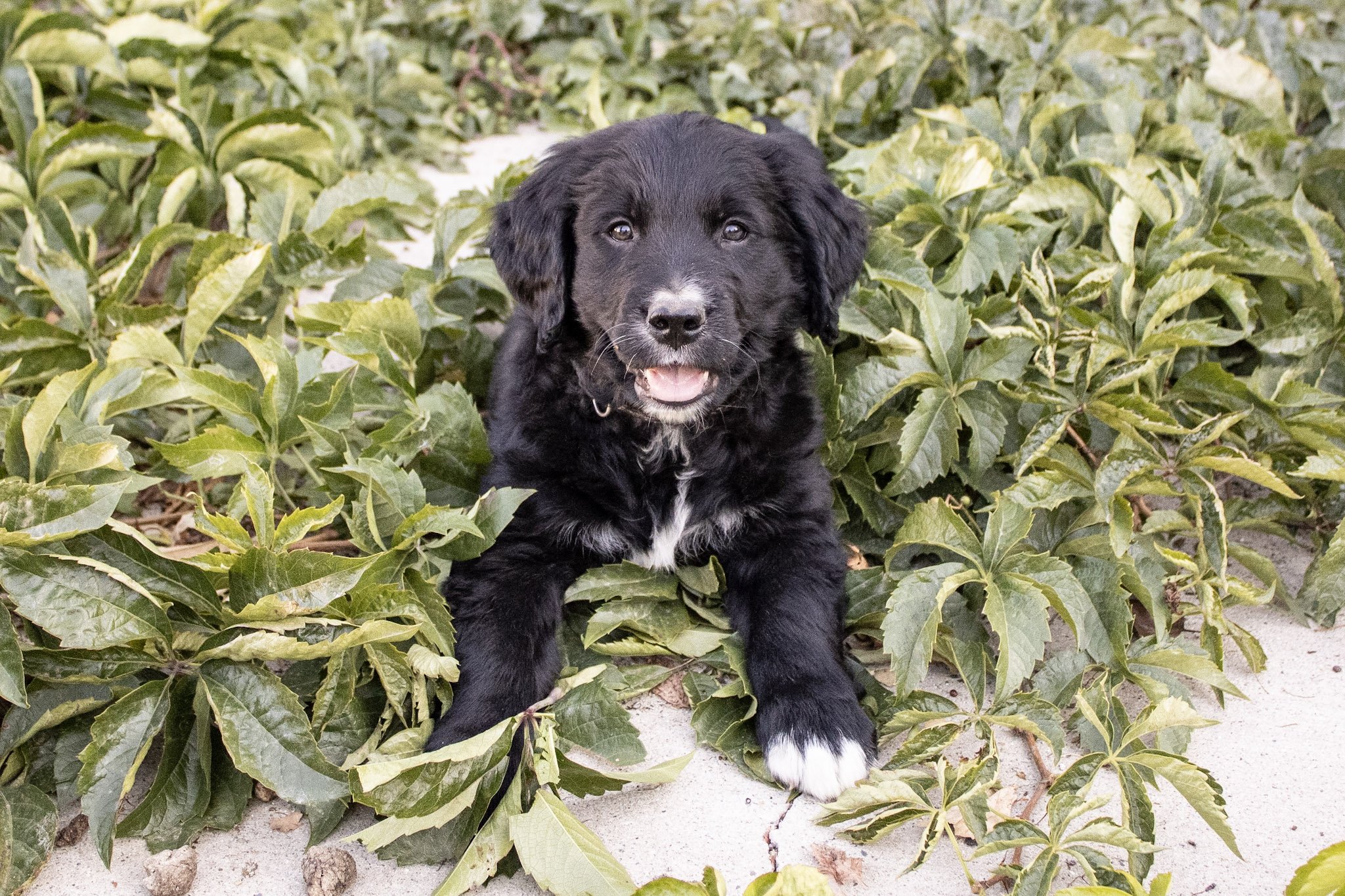 Special Event Session