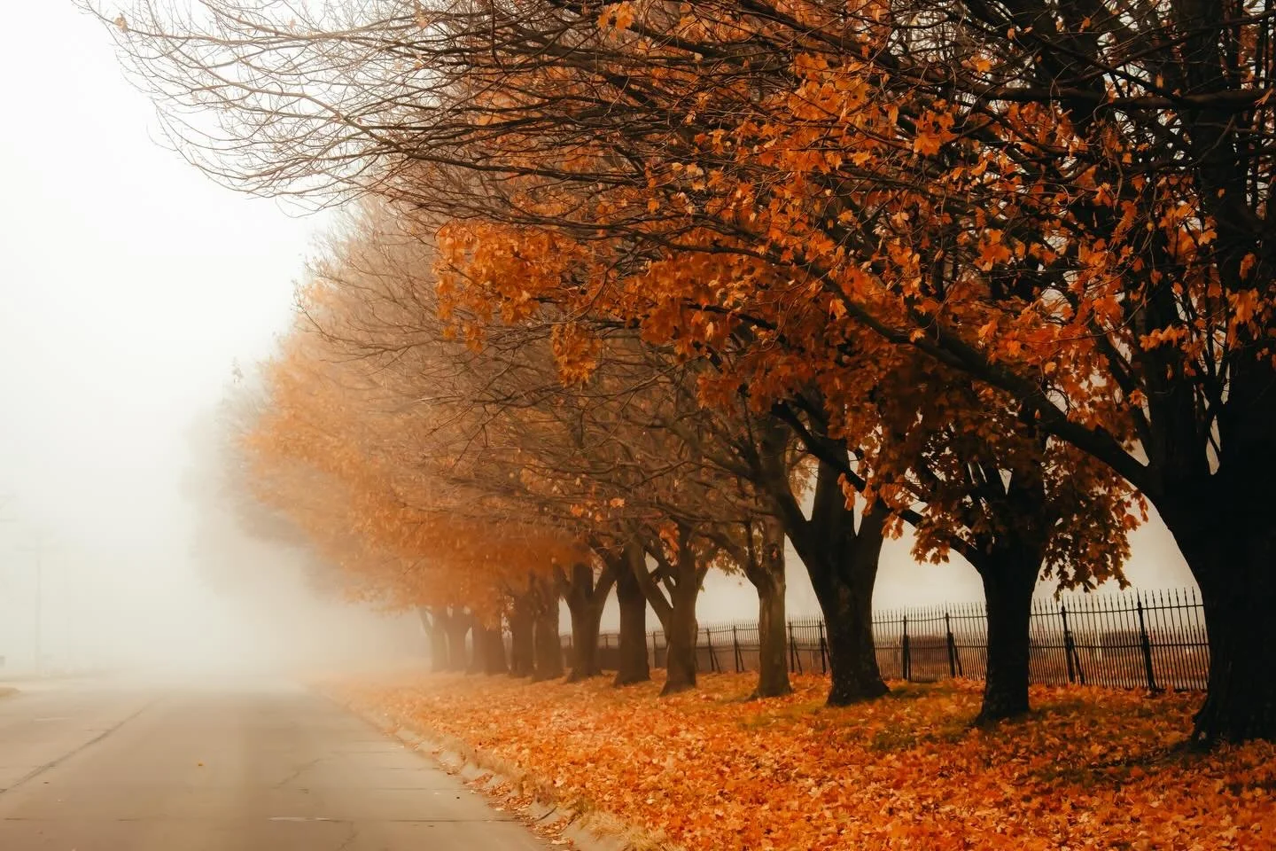 Autumn always has a way of showing off, but on mornings like this, it whispers instead of shouts. The fog drifts low, the leaves glow against the muted sky, and the world feels slowed down just enough to breathe. These are the scenes that stay with y