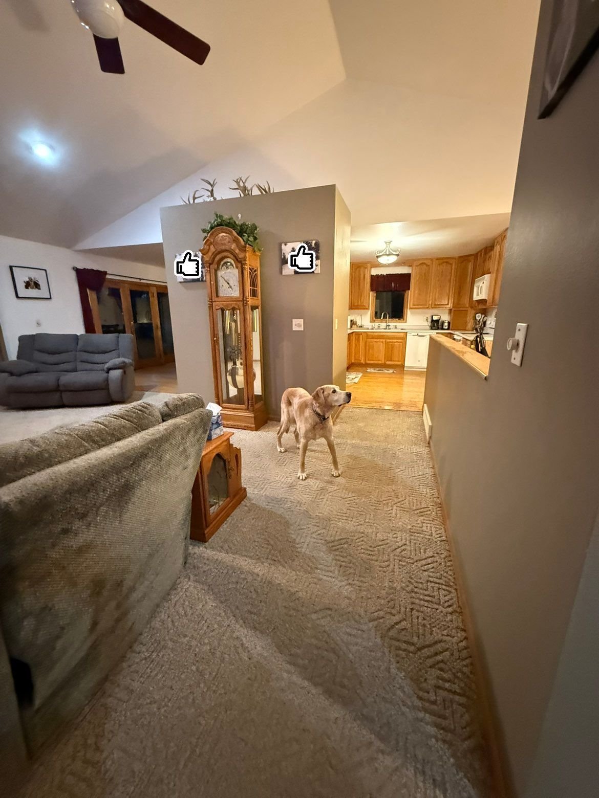 Inside a living room and kitchen area, a dog standing on a carpeted floor near a wall with items such as a tall wooden grandfather clock and decorative antlers on top. The background shows grey and beige furniture, a doorway leading to the kitchen with wooden cabinets, and various household items.