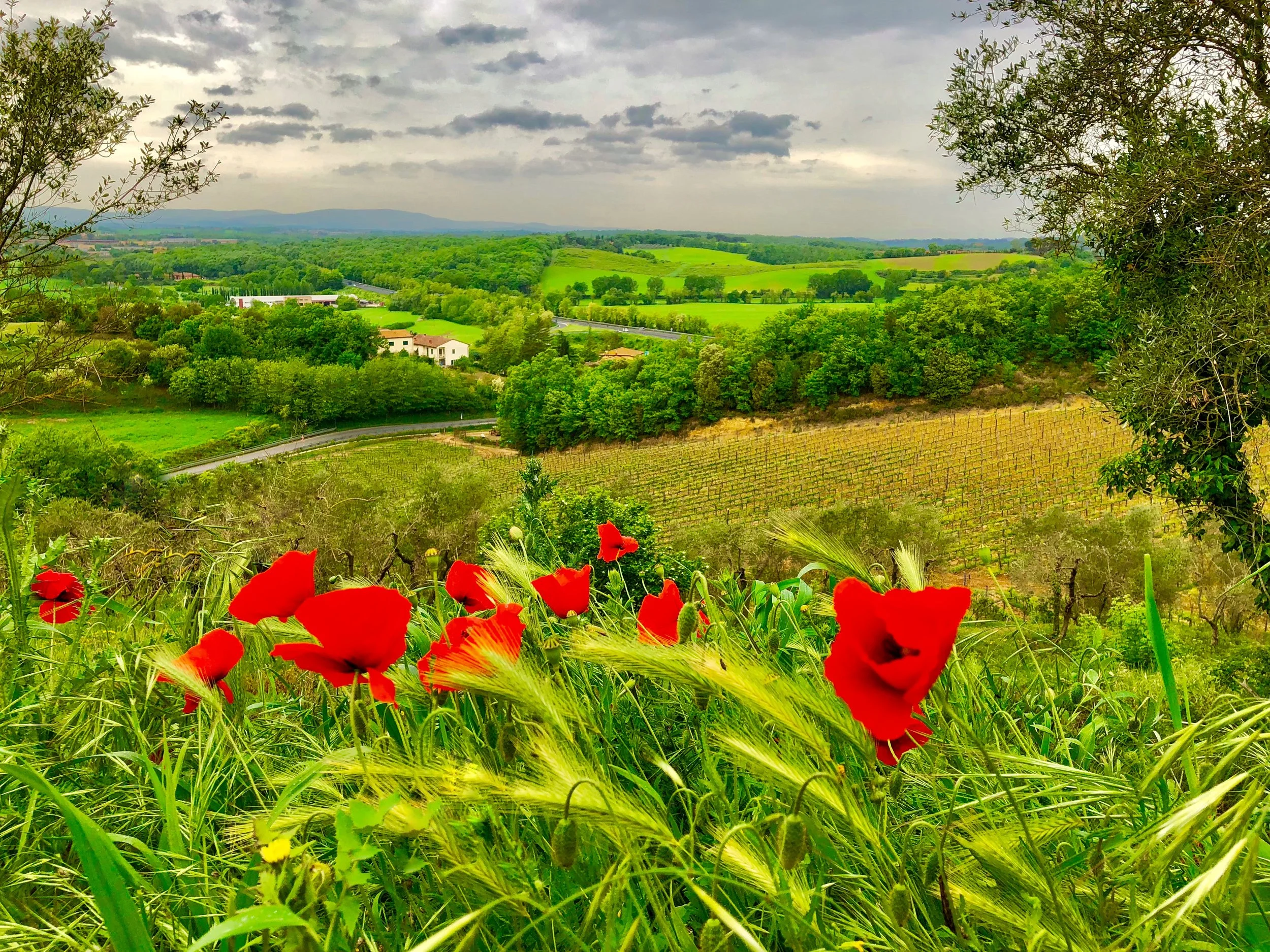 Red poppies in the foreground on a grassy hill in Tuscany.